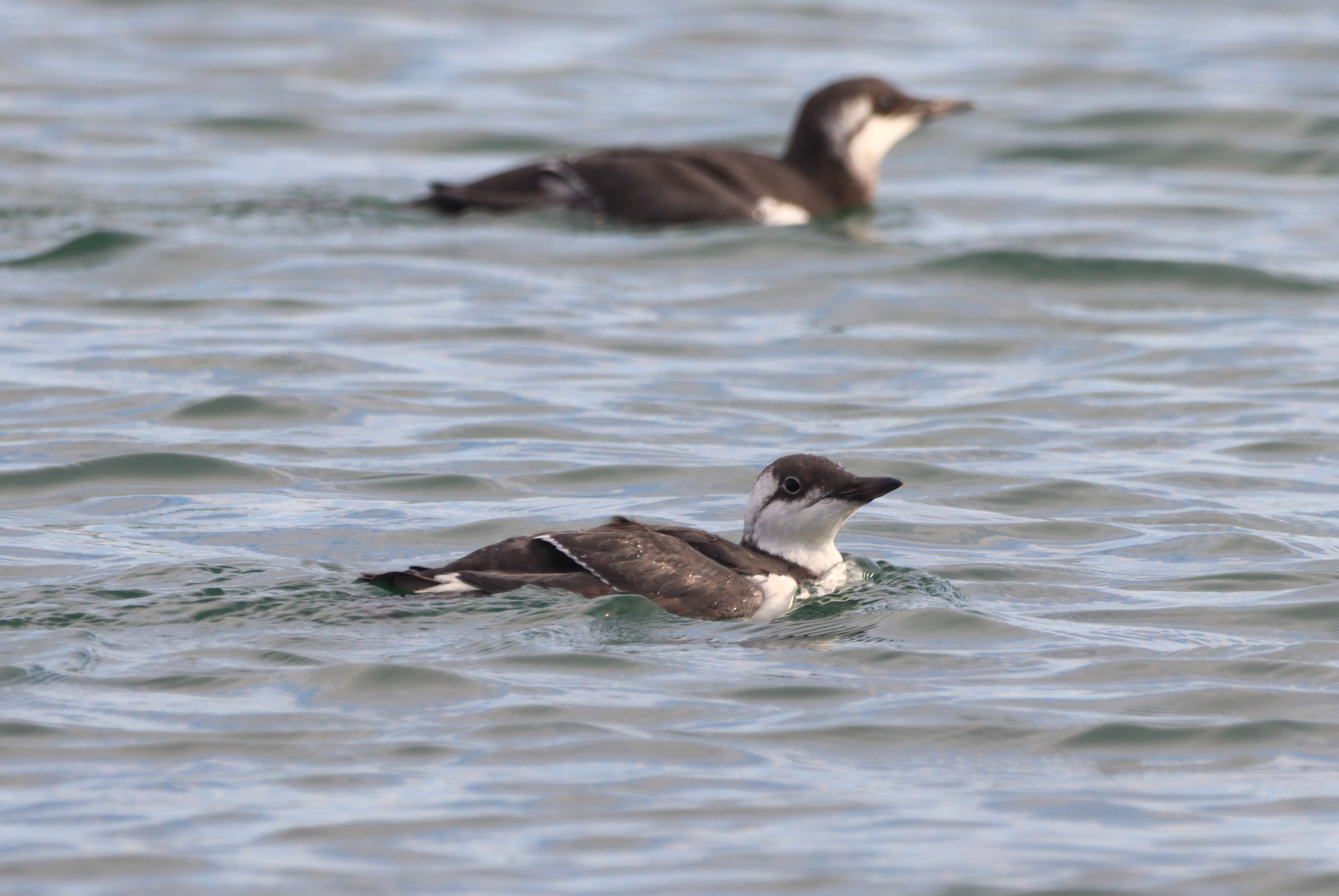 Guillemot - 04-09-2025