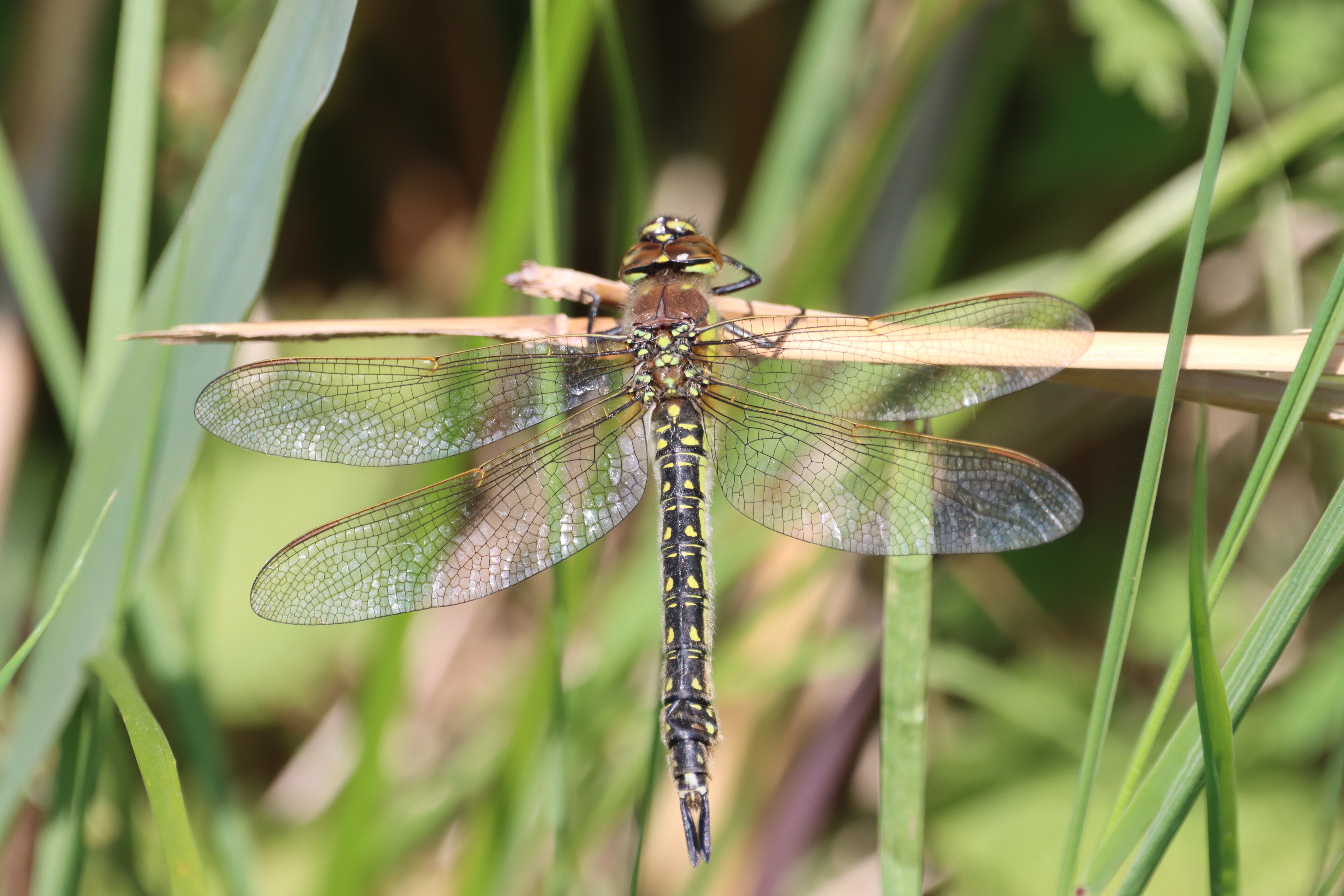 Hairy Dragonfly - 21-05-2023