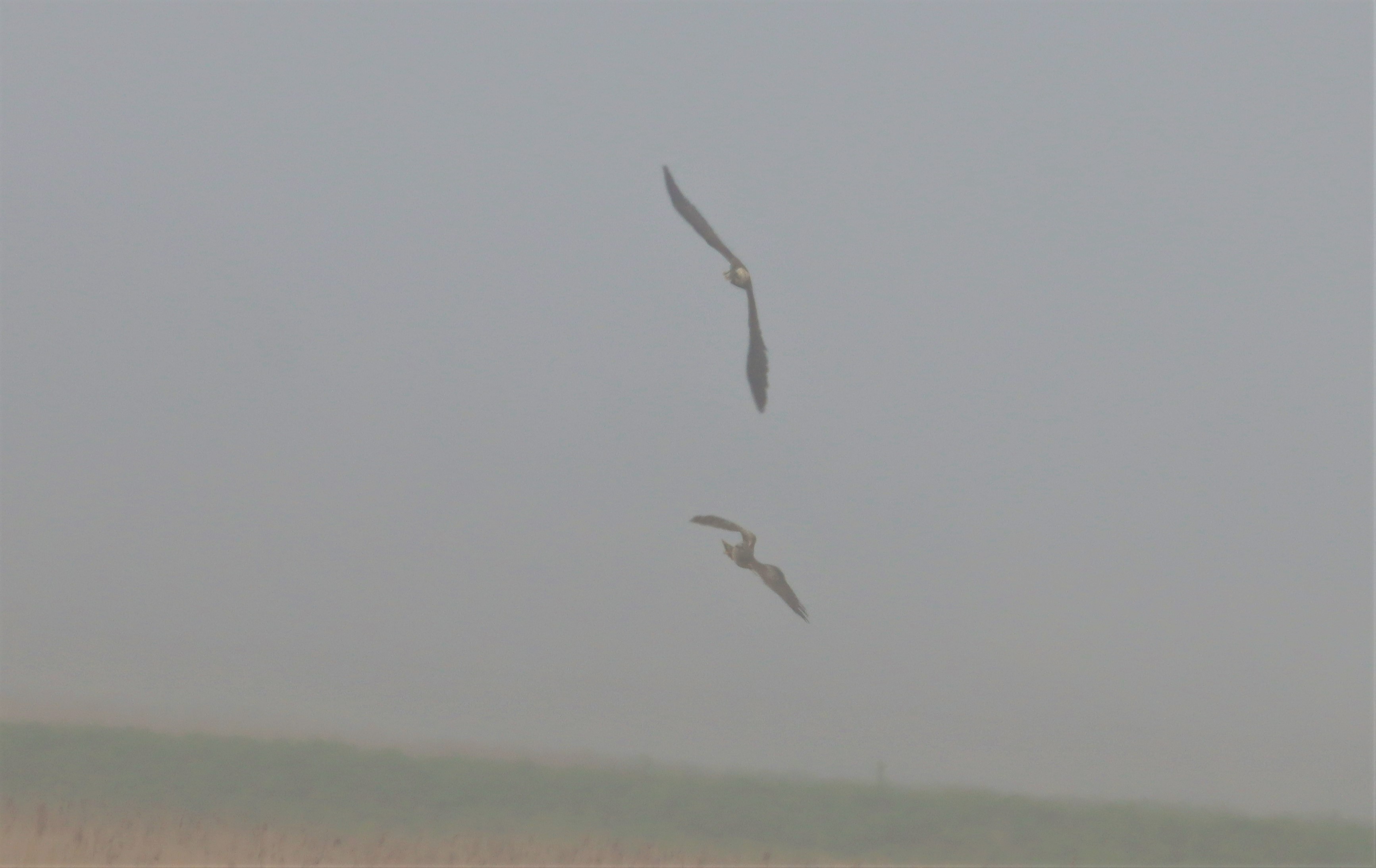 Hen Harrier - 27-03-2022