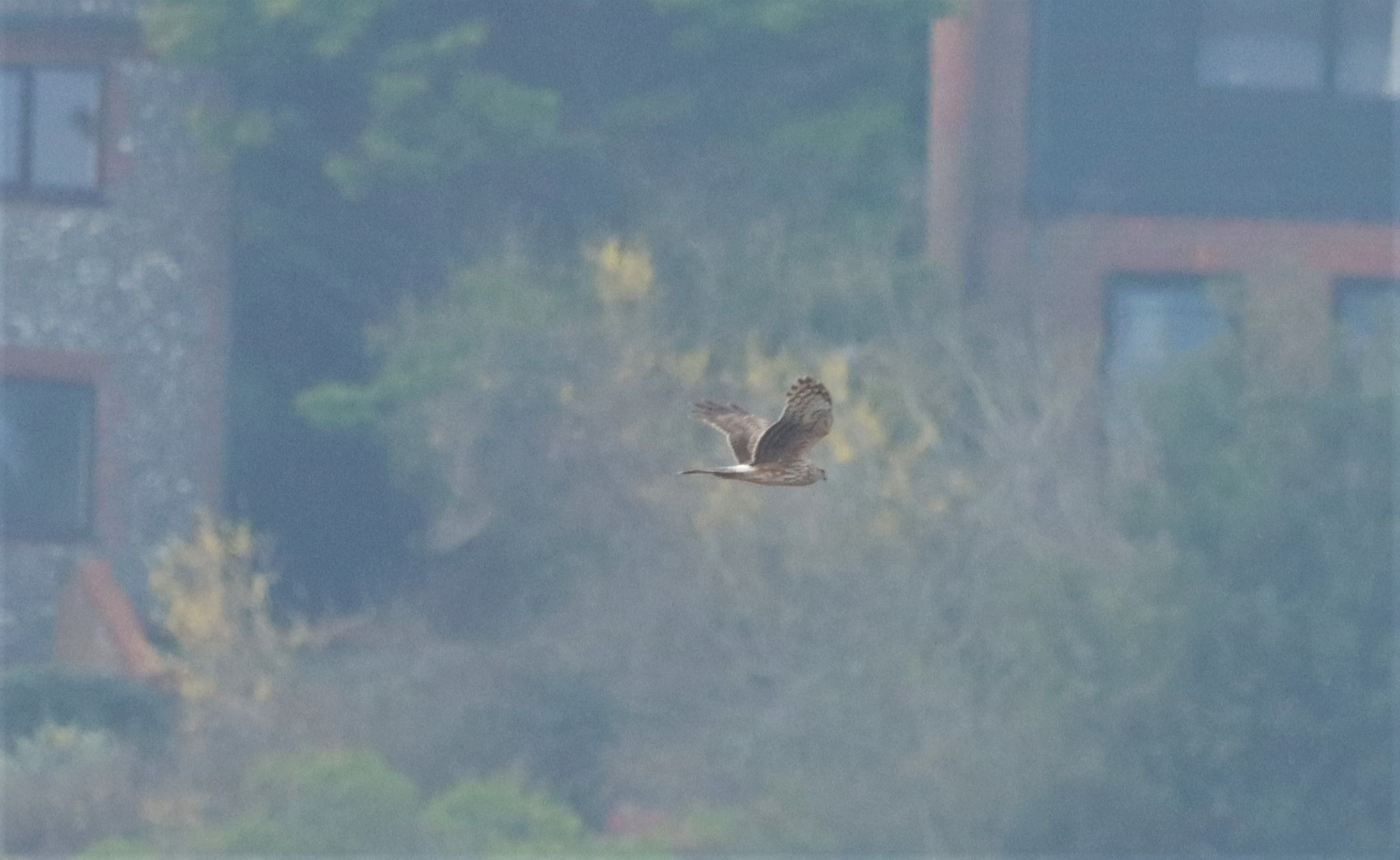 Hen Harrier - 30-03-2022