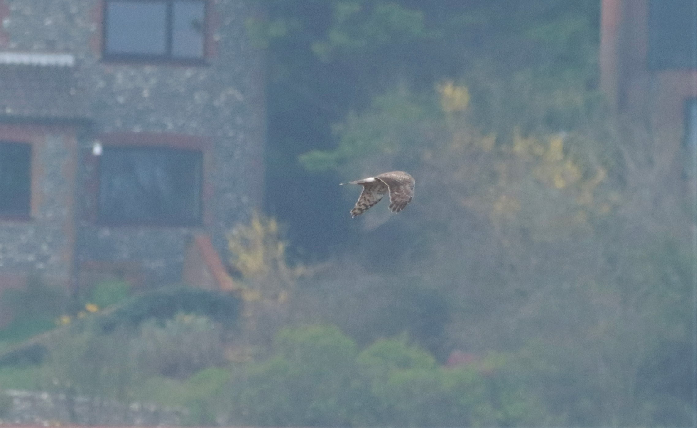 Hen Harrier - 30-03-2022