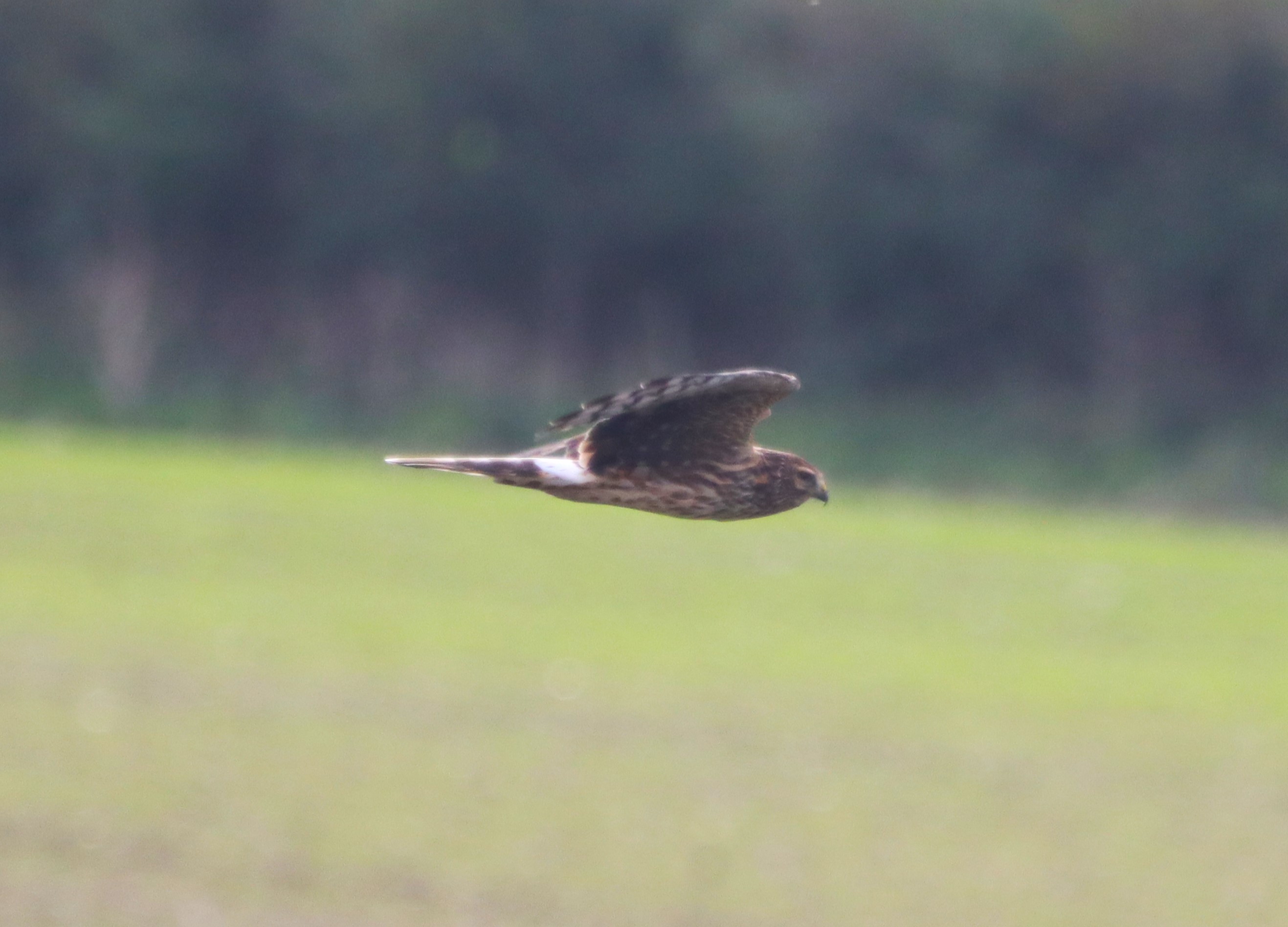 Hen Harrier - 23-10-2023