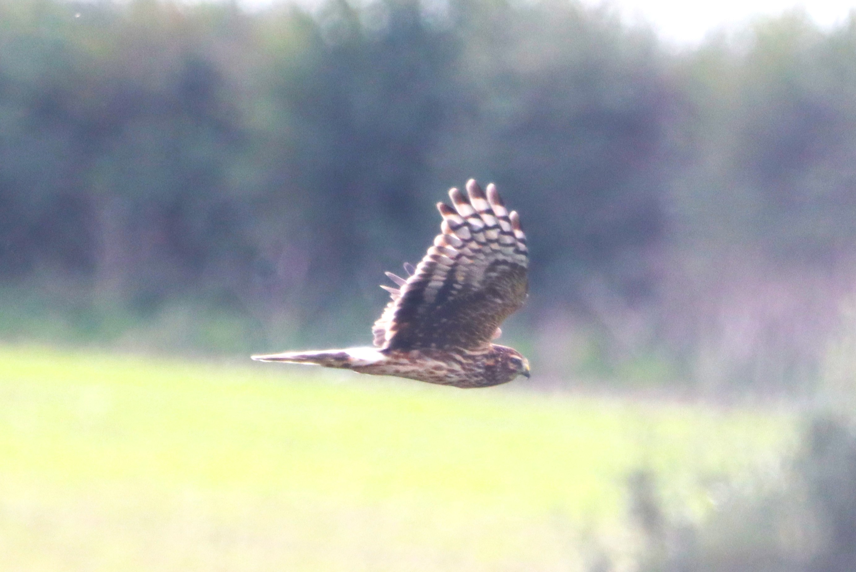 Hen Harrier - 23-10-2023