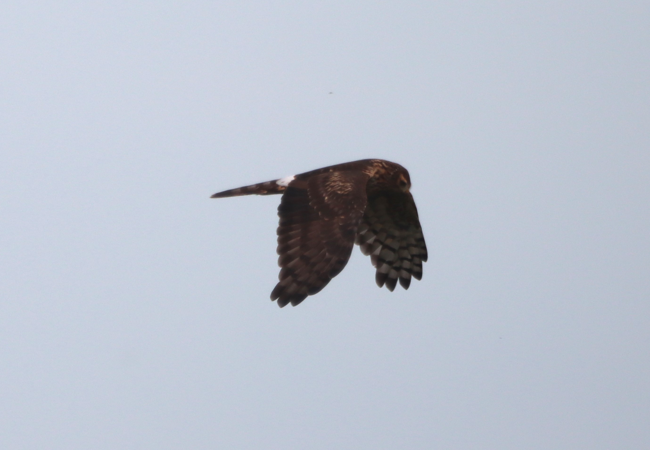 Hen Harrier - 23-10-2023