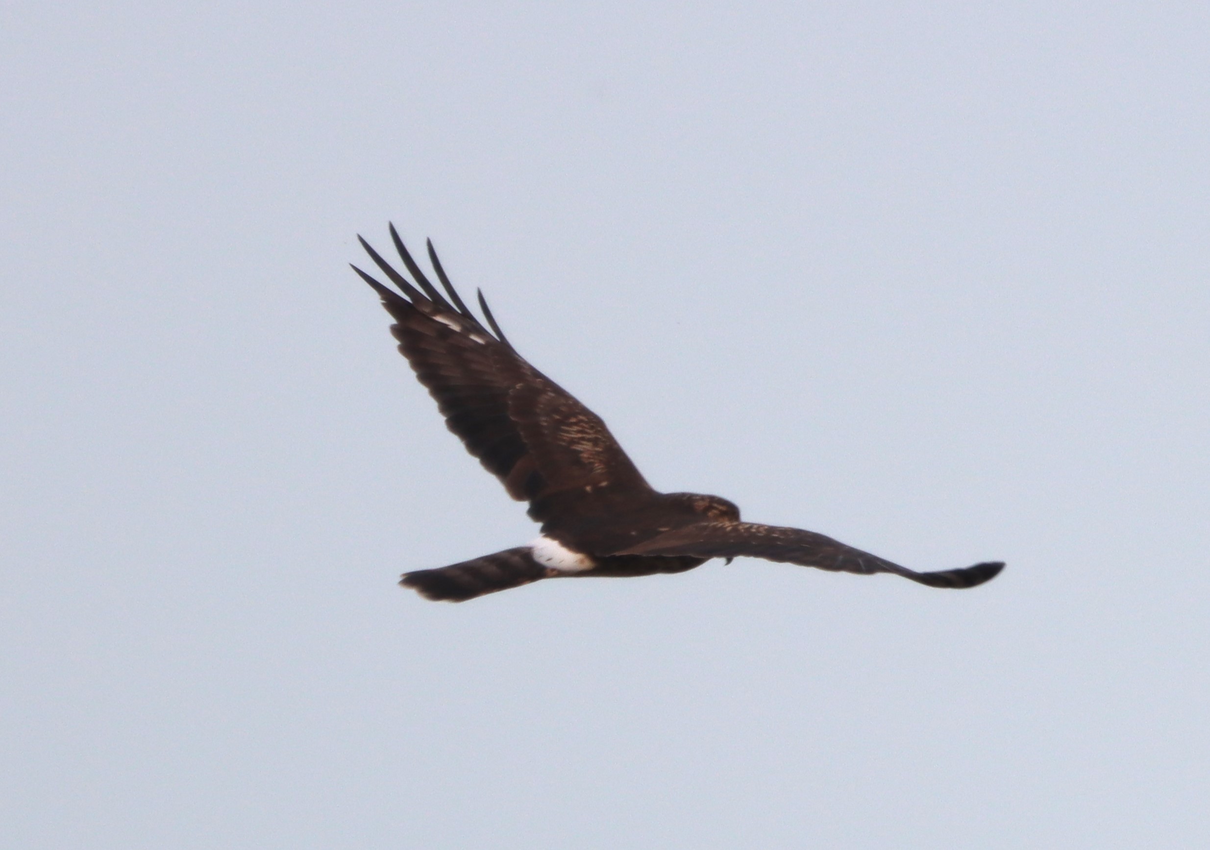 Hen Harrier - 23-10-2023