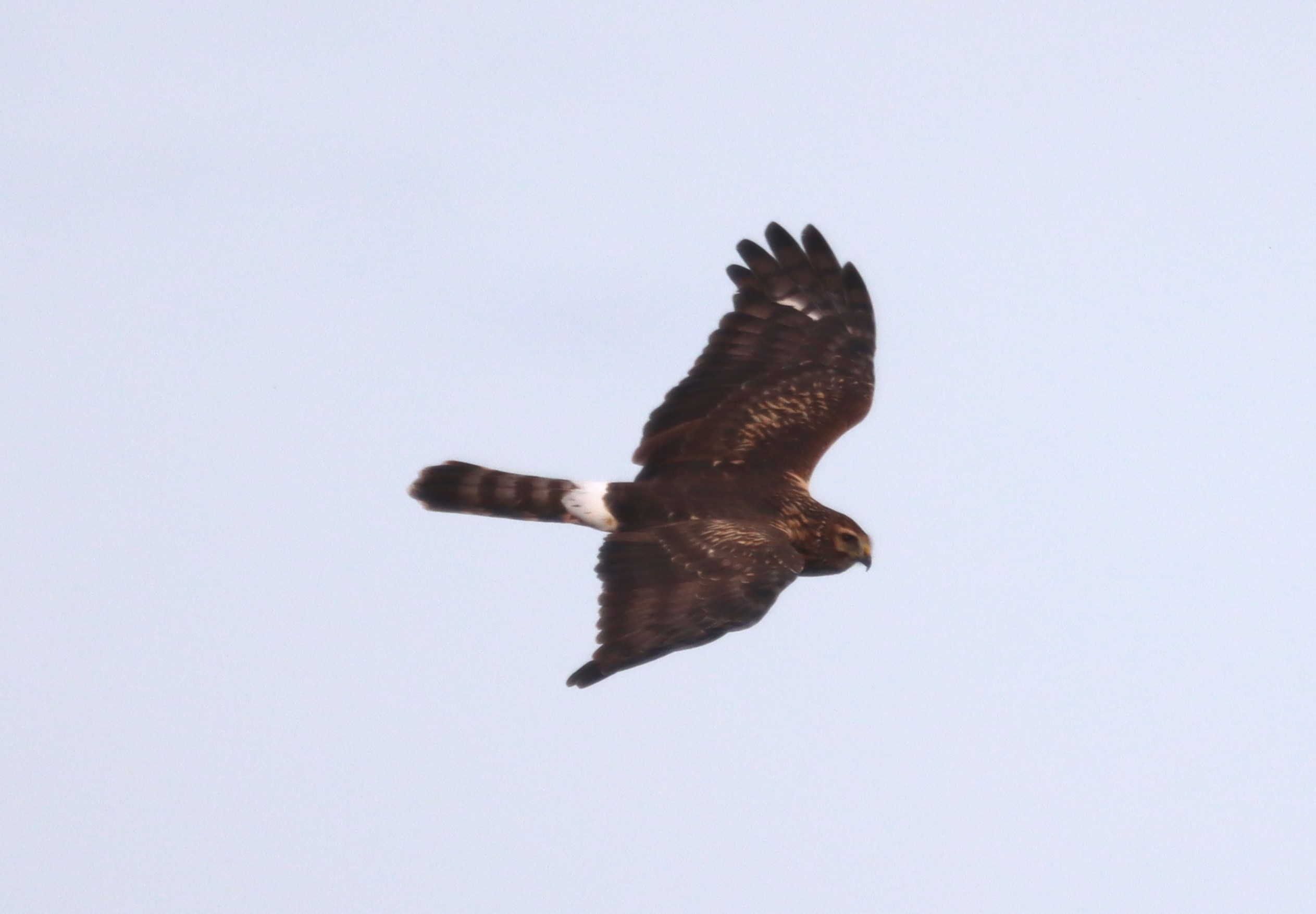 Hen Harrier - 23-10-2023