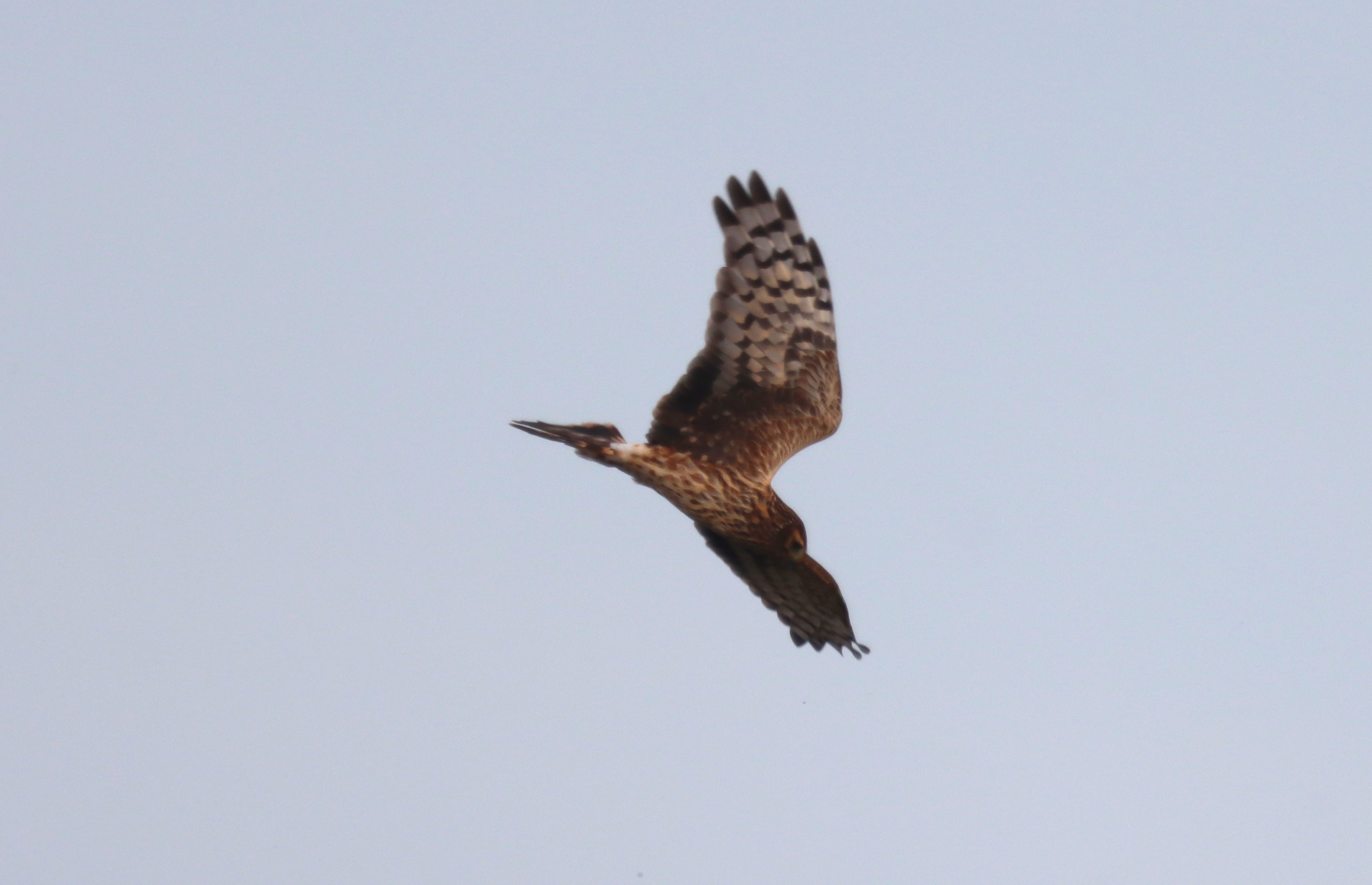 Hen Harrier - 23-10-2023