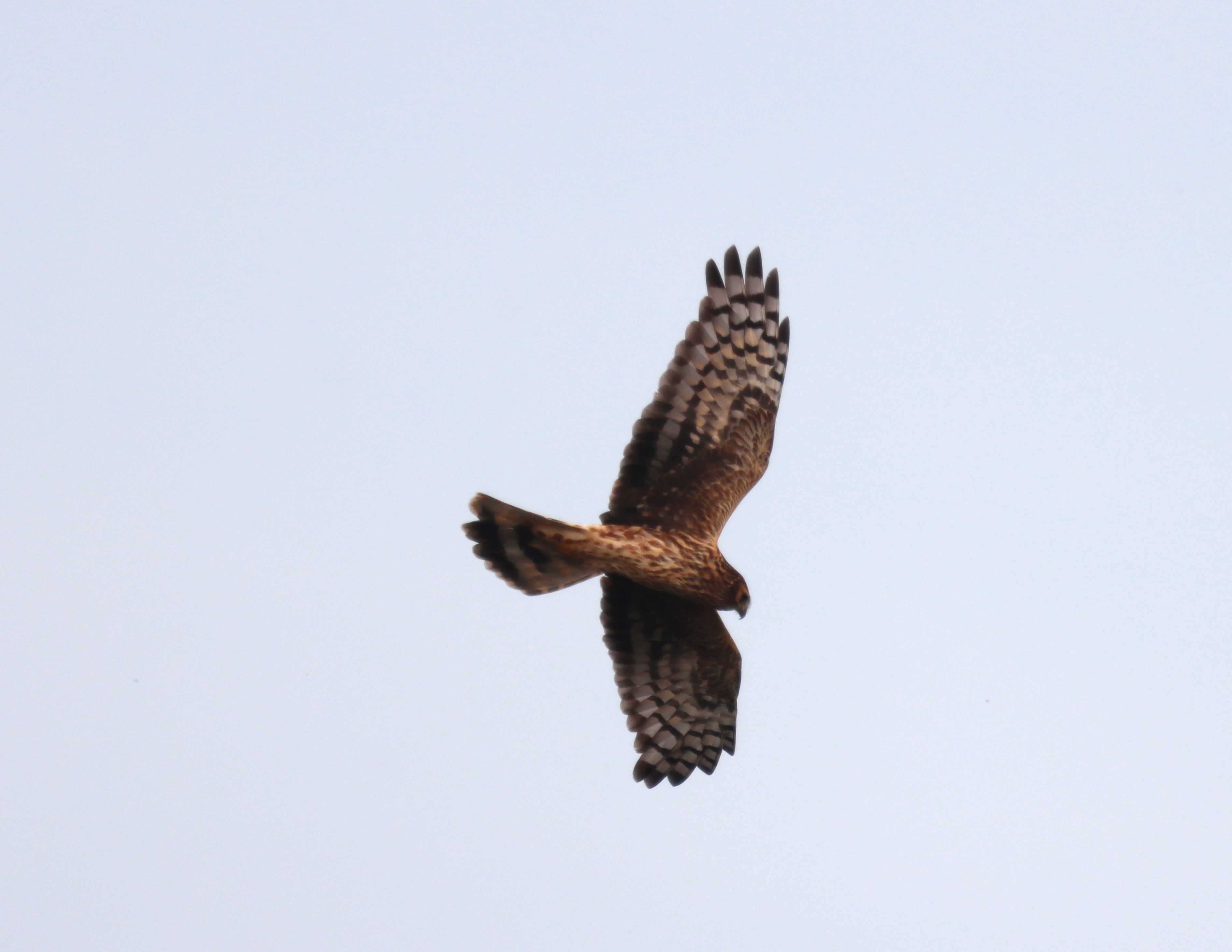 Hen Harrier - 23-10-2023