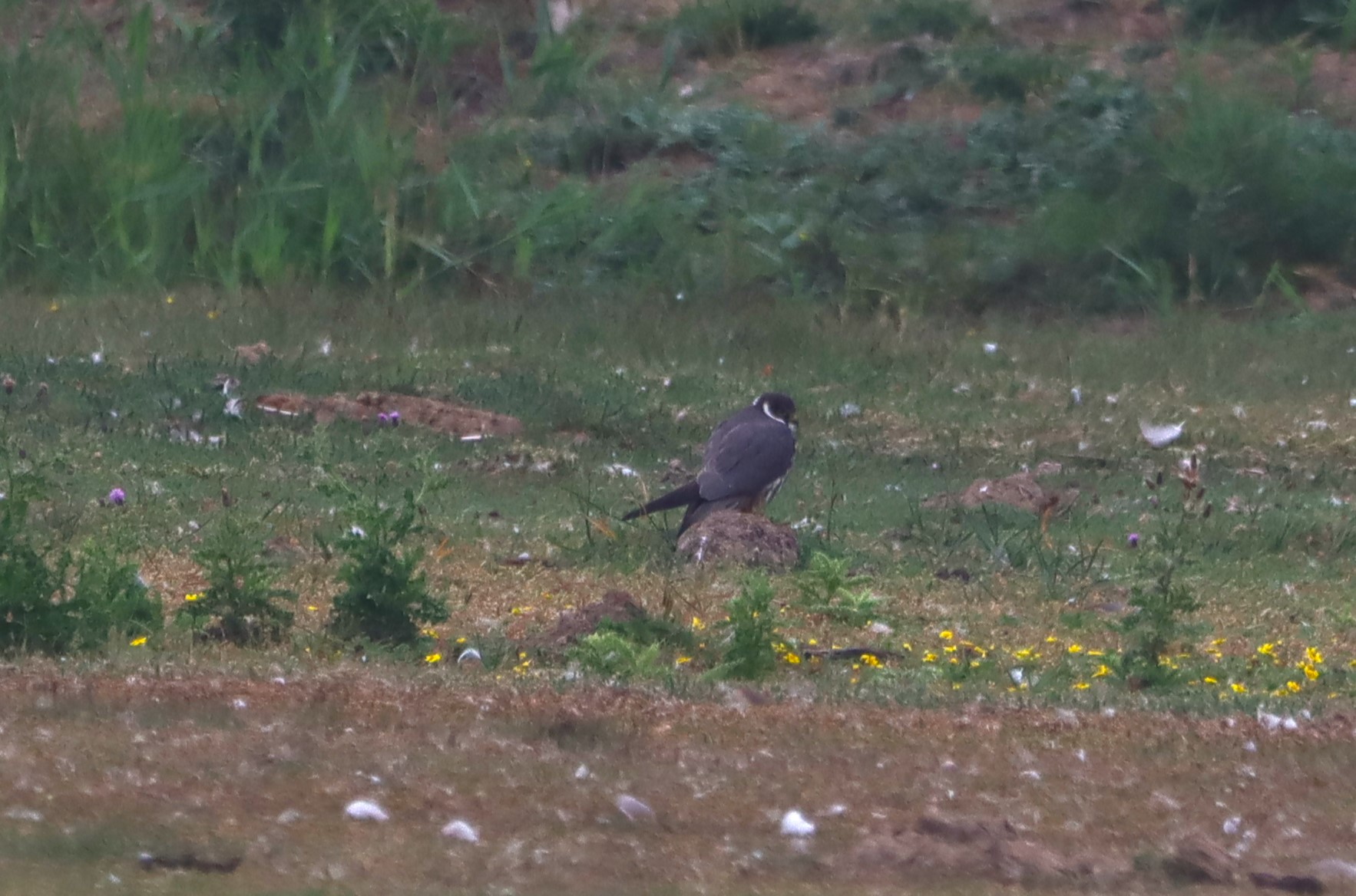 Hobby - 19-08-2025