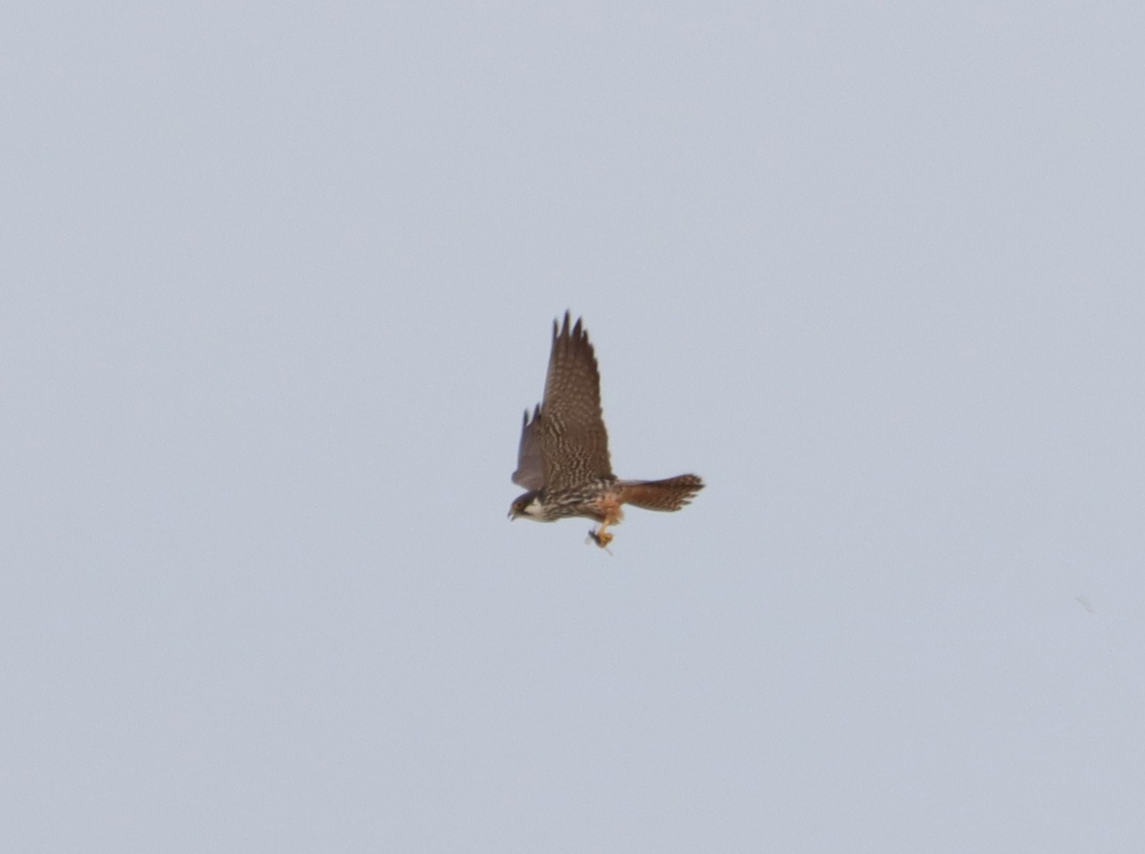 Hobby - 03-07-2026