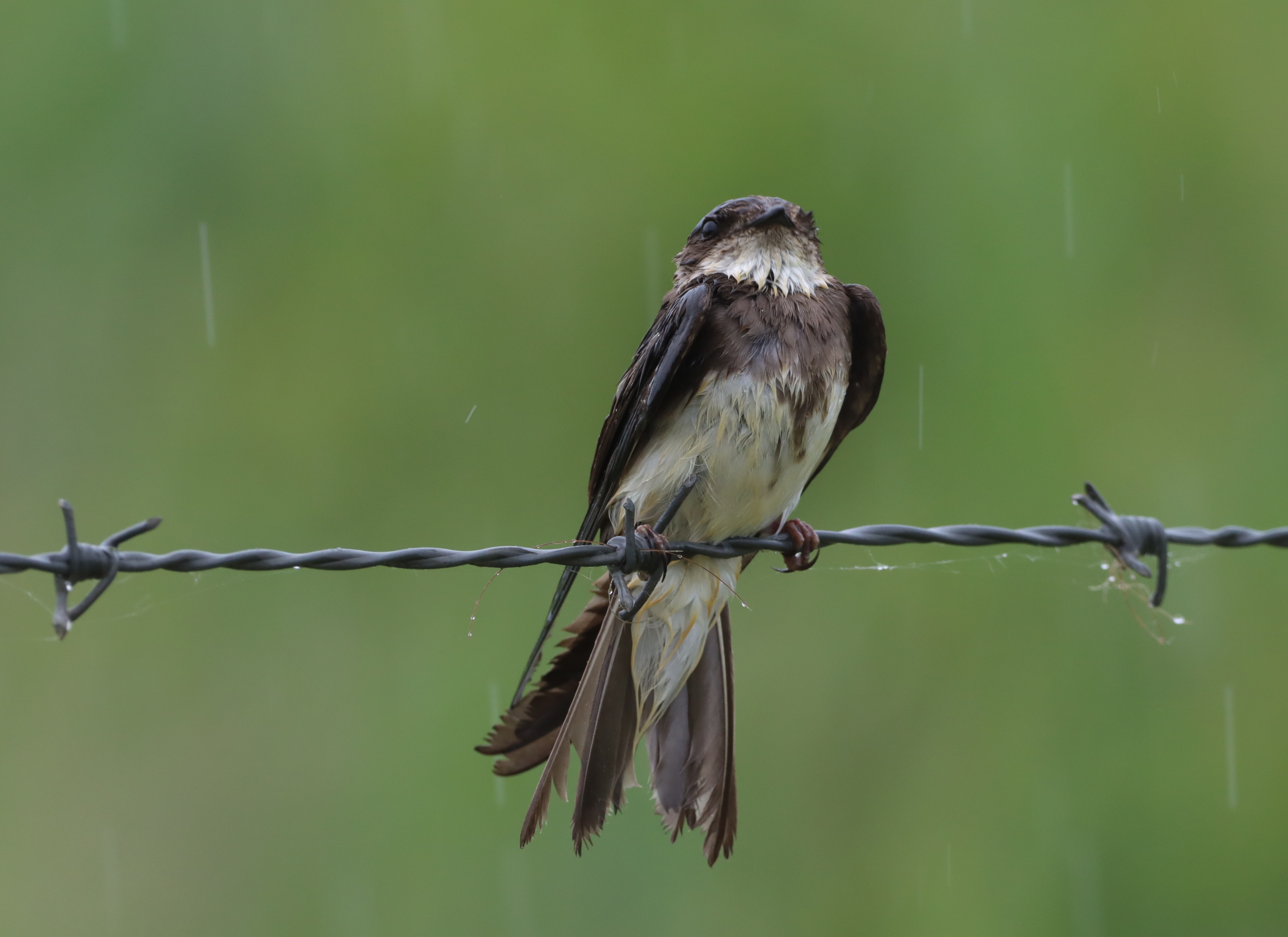 Sand Martin - 02-06-2026