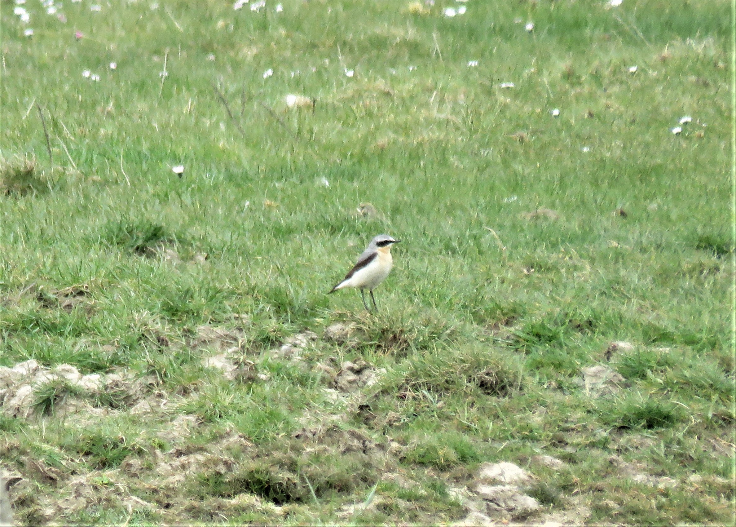 Wheatear - 09-04-2021