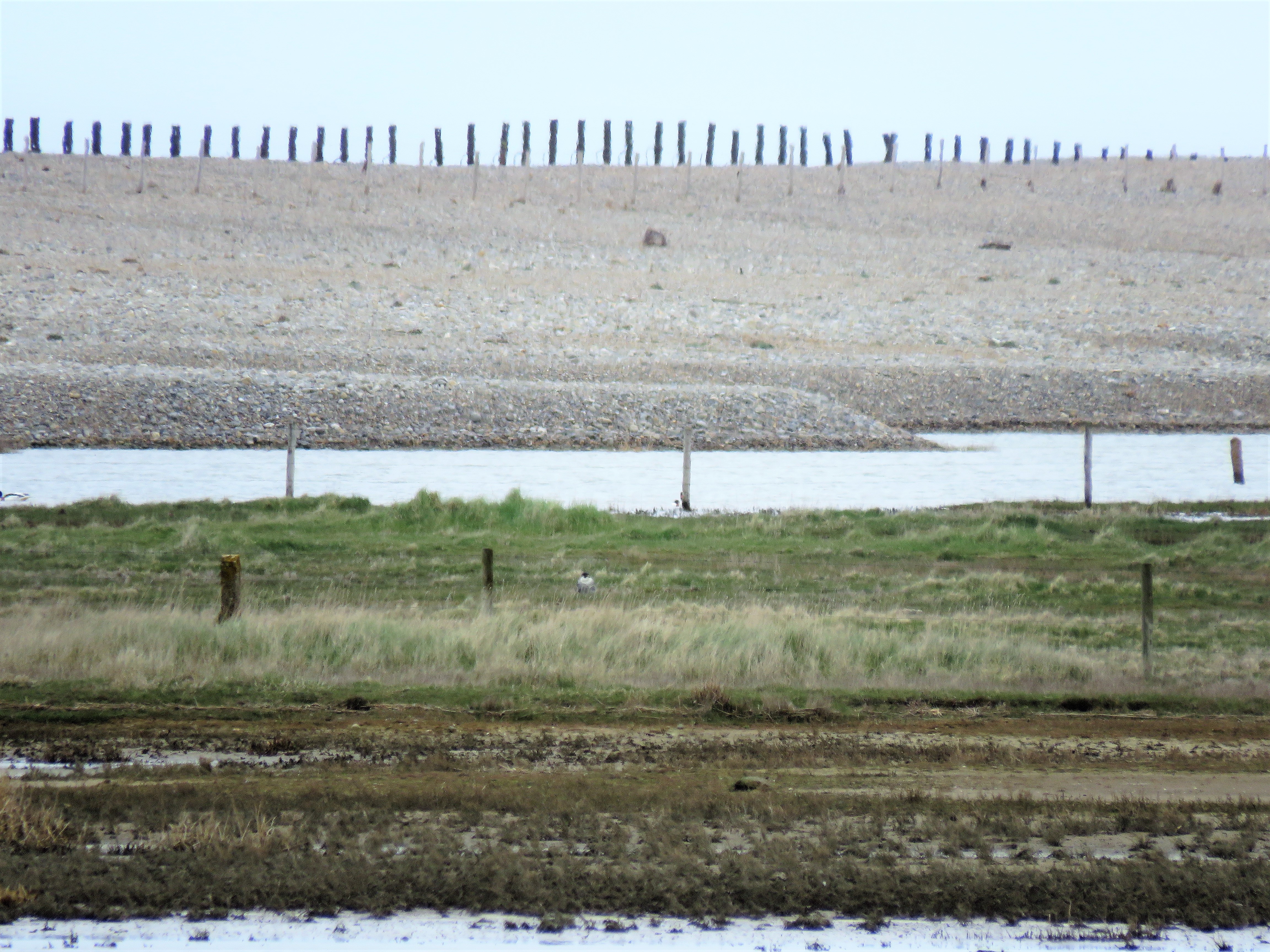 Peregrine - 09-04-2021