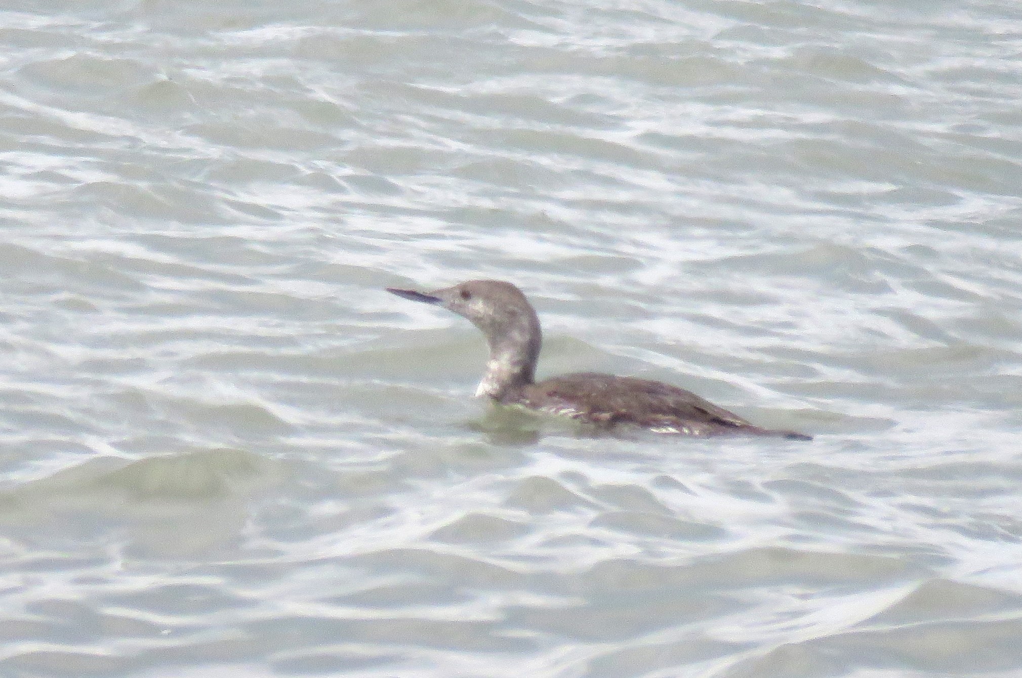 Red-throated Diver - 12-08-2024