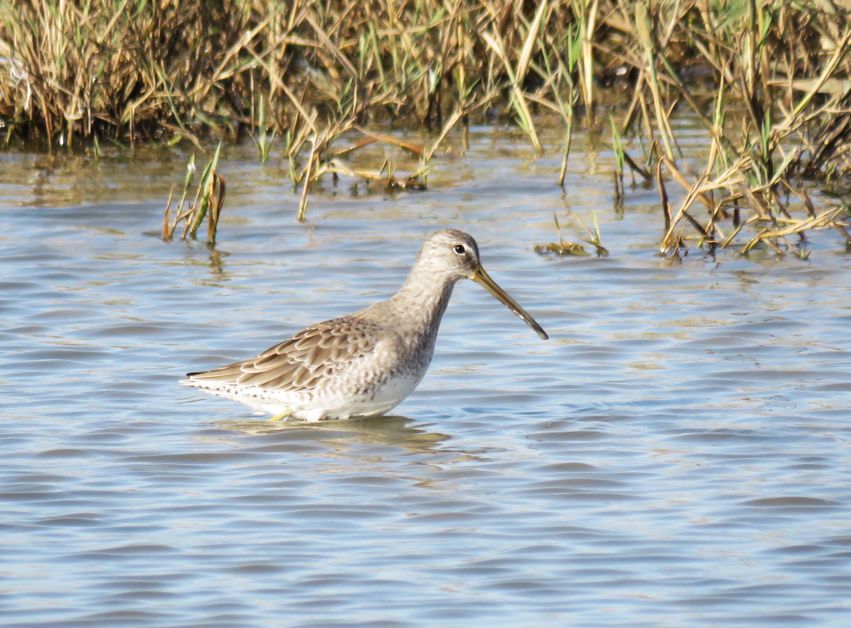 Long-billed Dowitcher - 16-10-2024