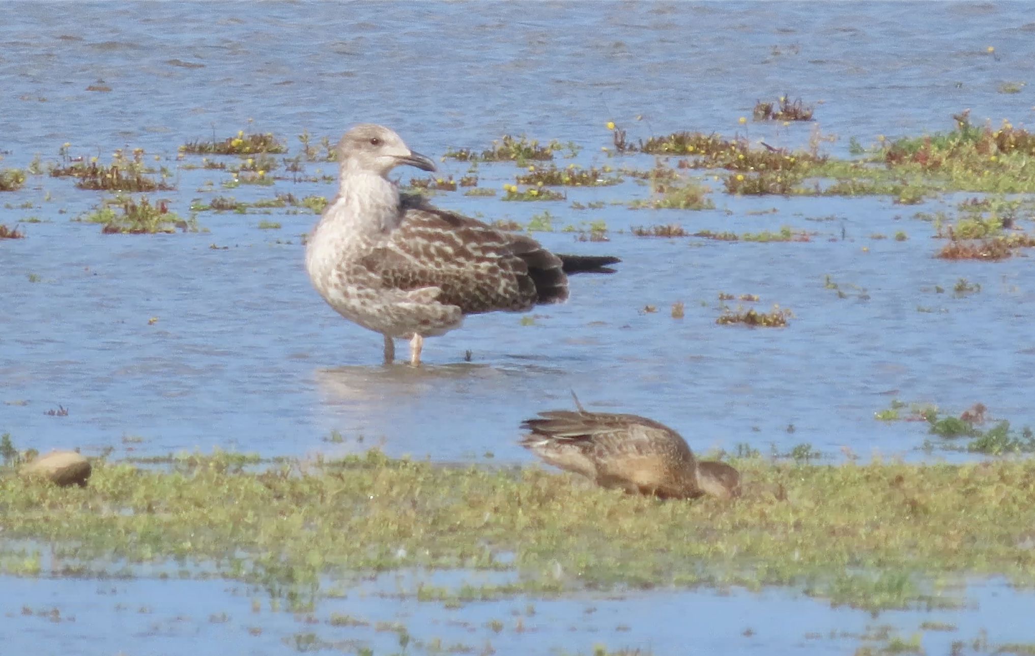 Yellow-legged Gull - 31-08-2025