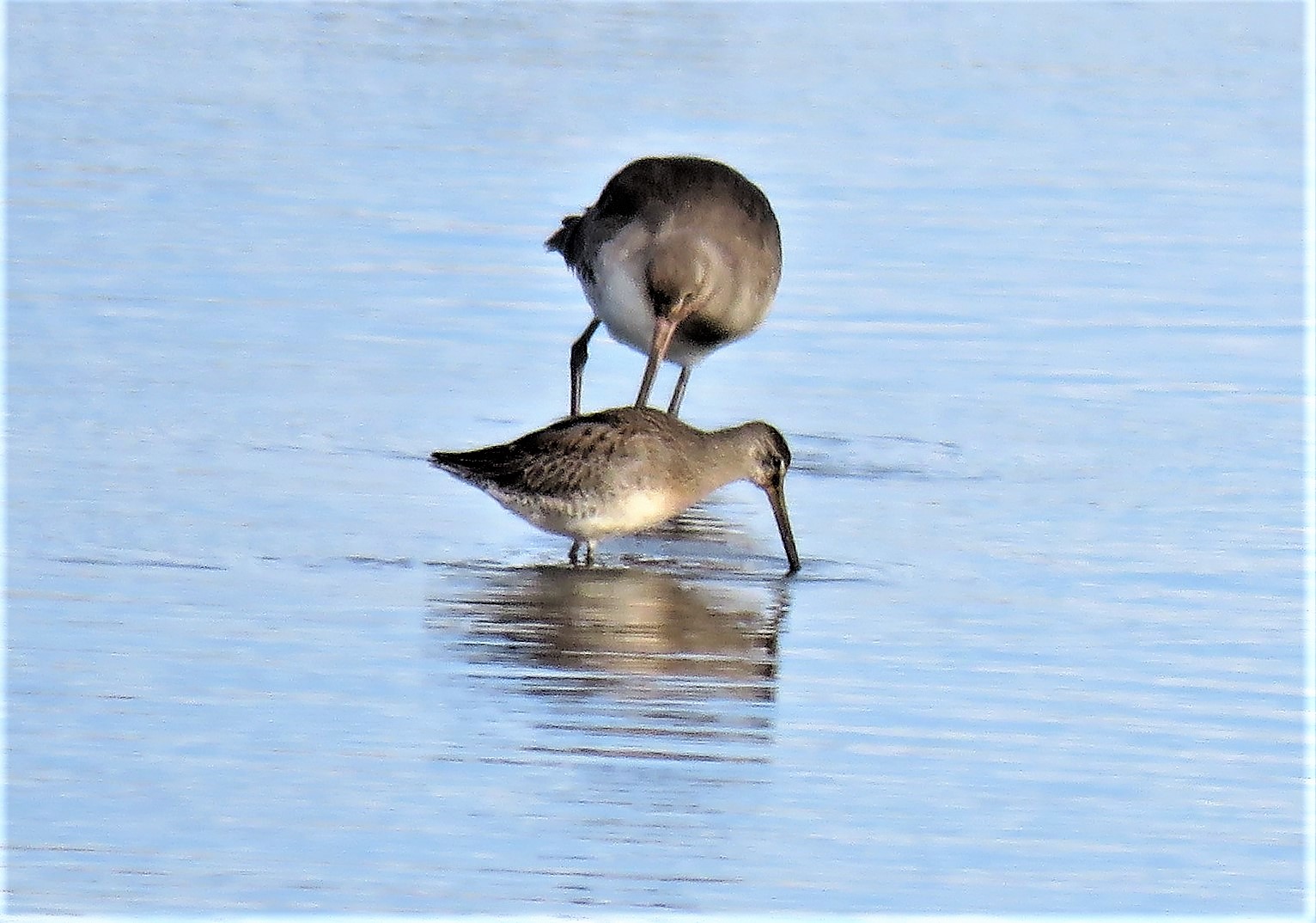 Long-billed Dowitcher - 23-10-2022