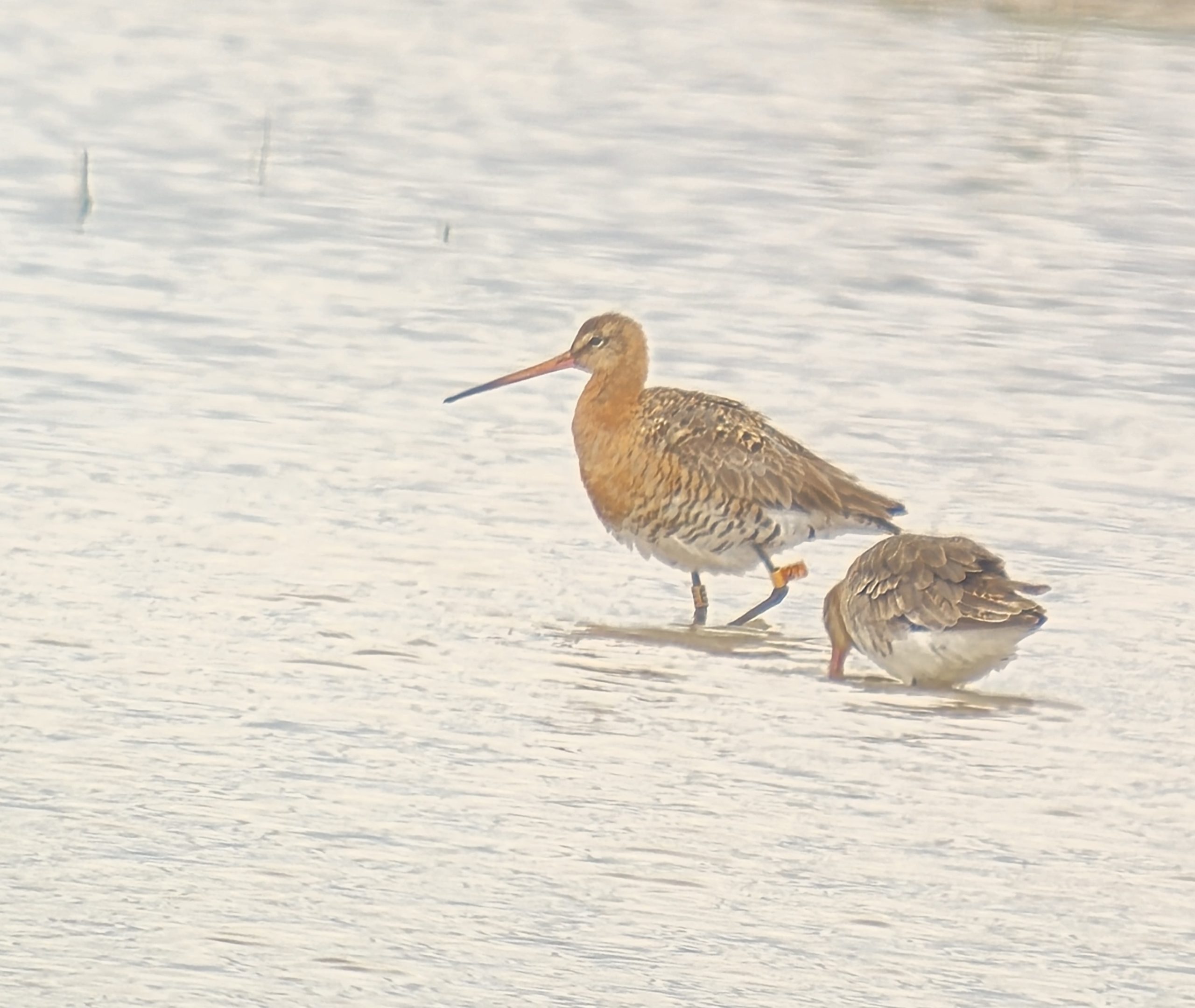 Black-tailed Godwit (European) - 10-06-2026