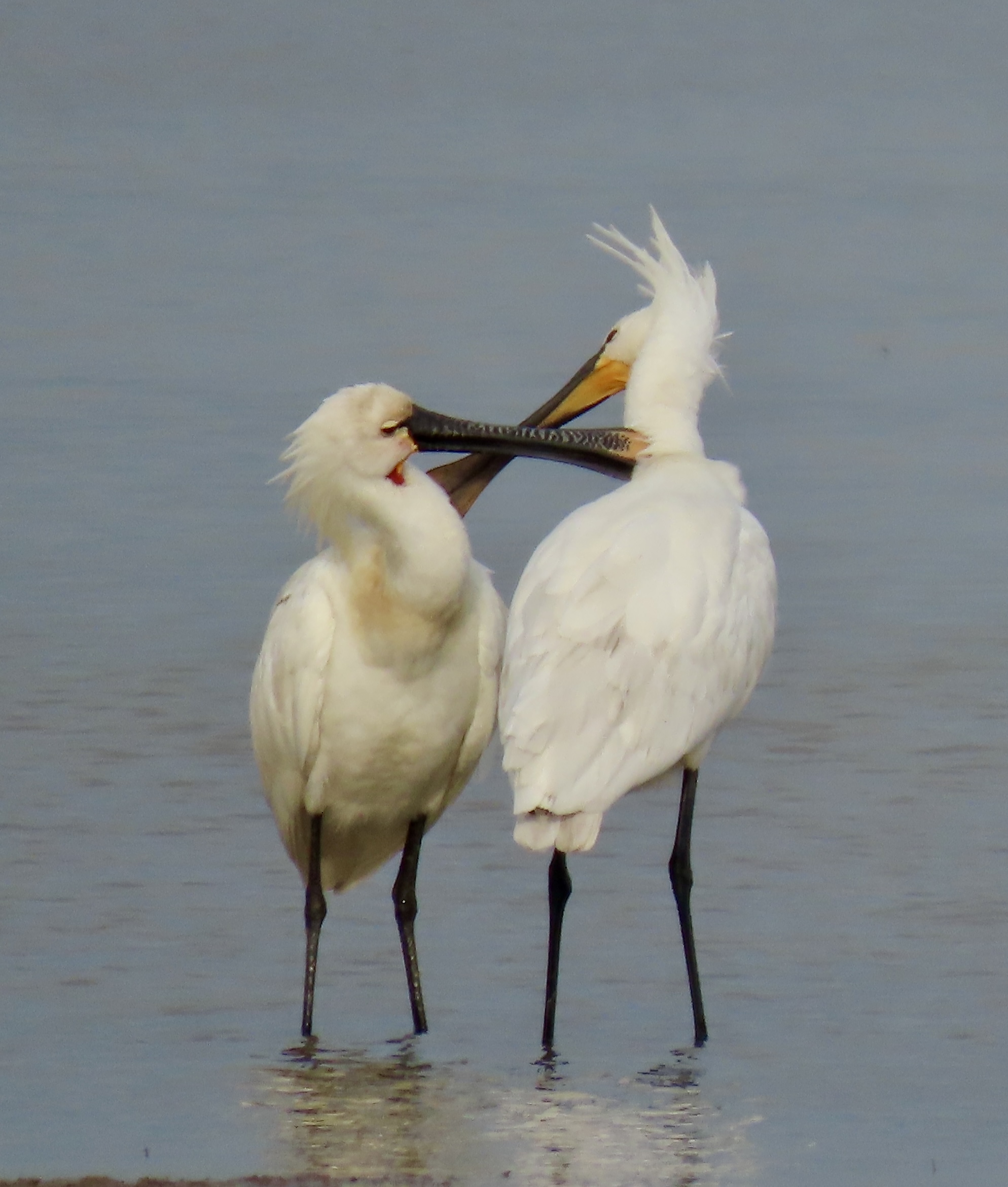 Spoonbill - 07-03-2025