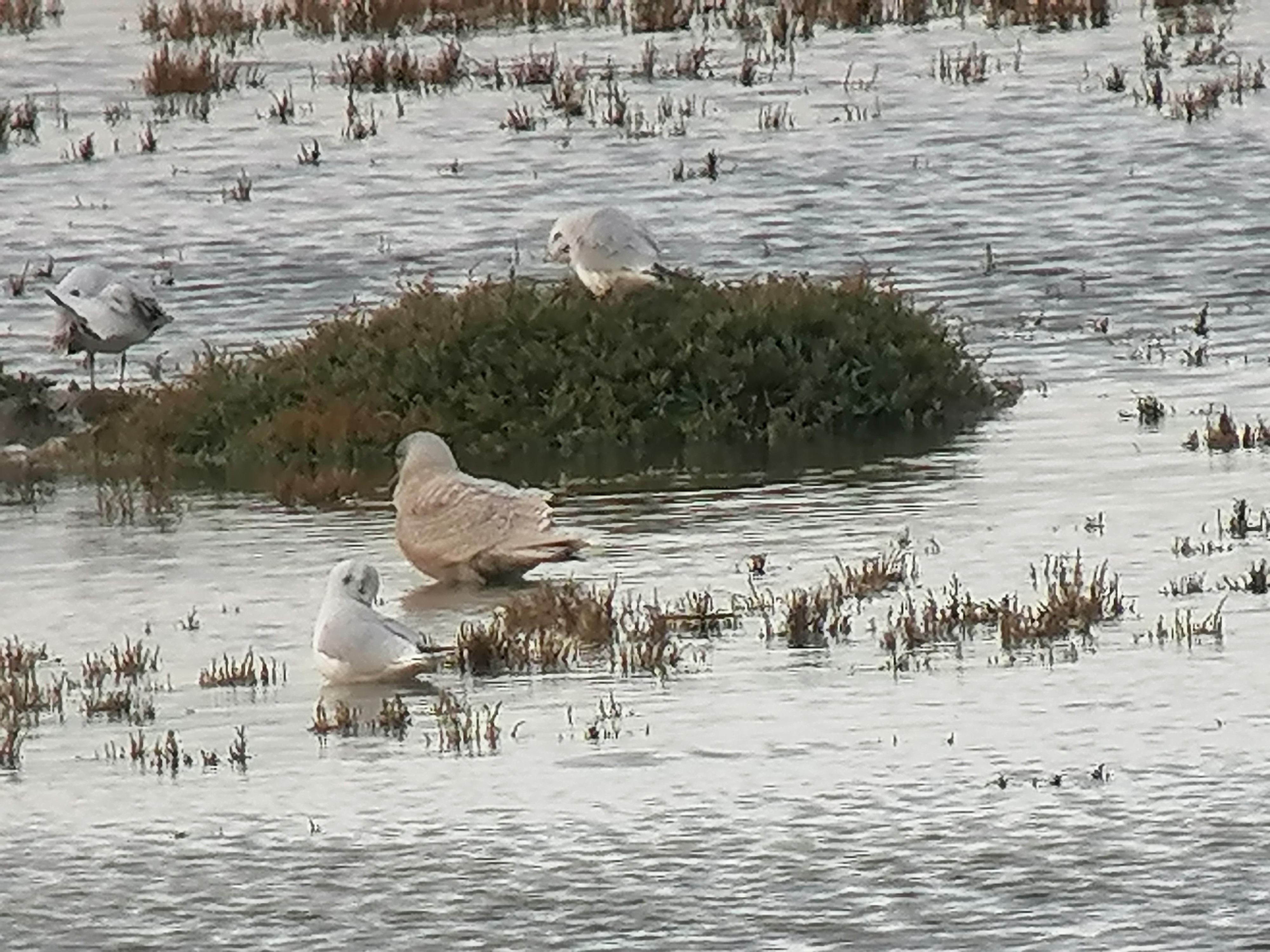 Iceland Gull - 20-11-2020