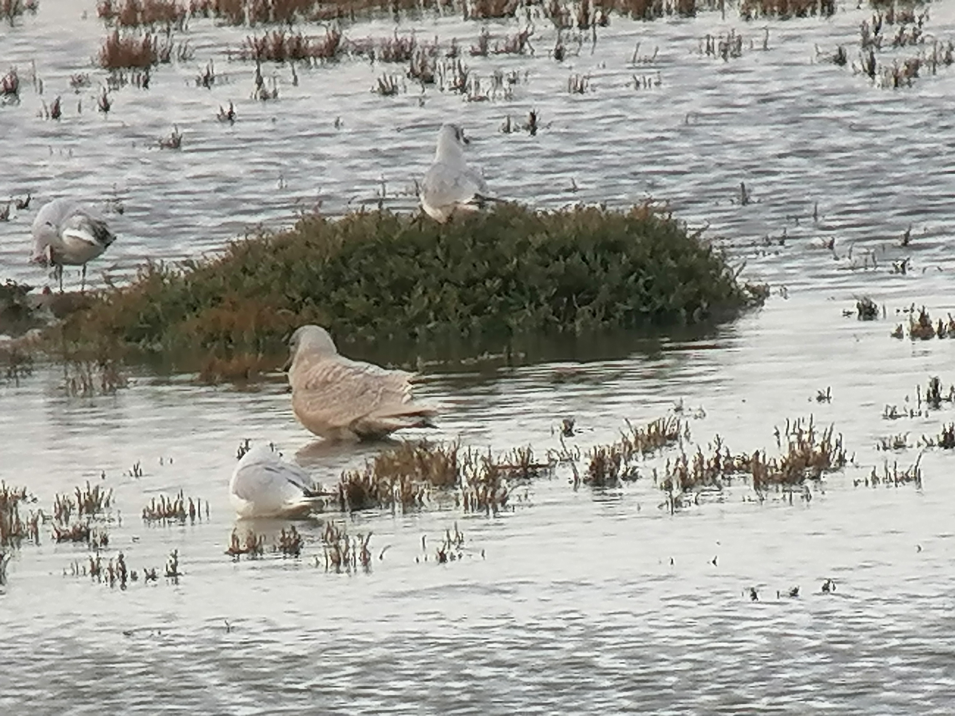 Iceland Gull - 20-11-2020