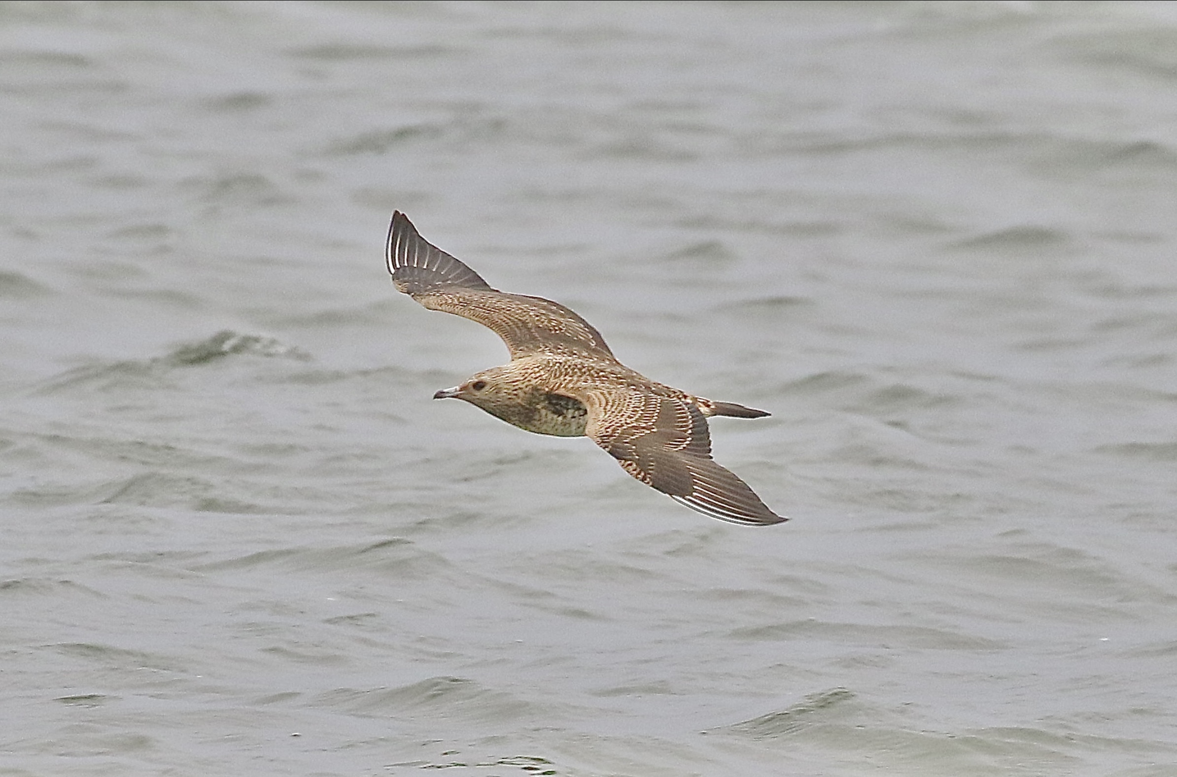 Arctic Skua - 07-10-2023