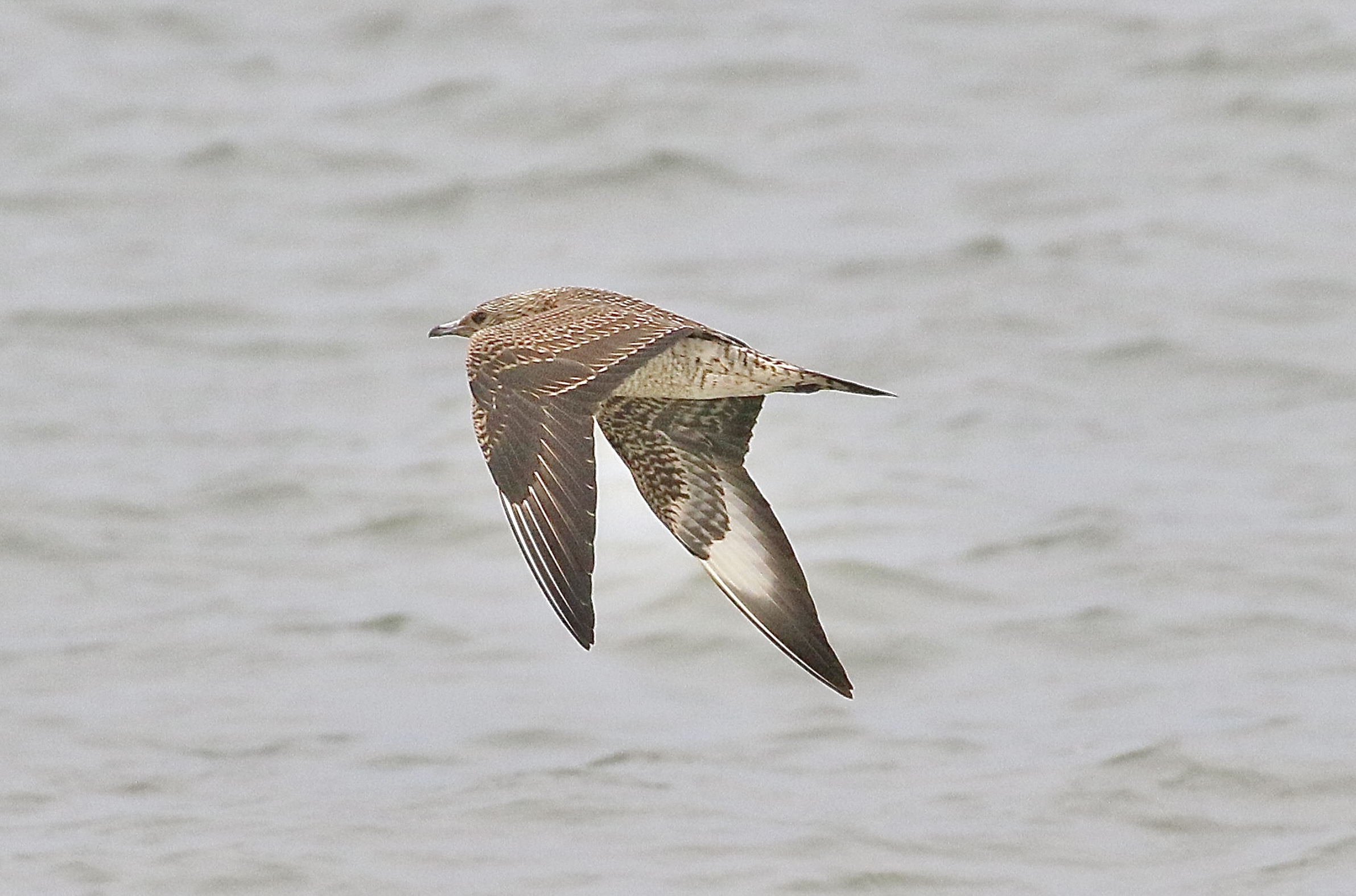 Arctic Skua - 07-10-2023