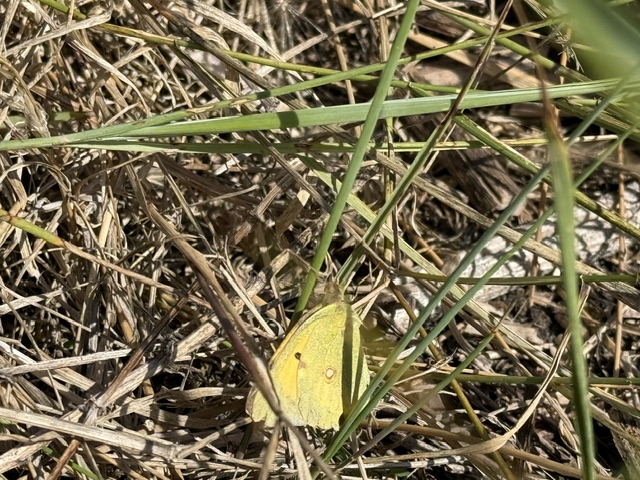 Clouded Yellow - 24-08-2026