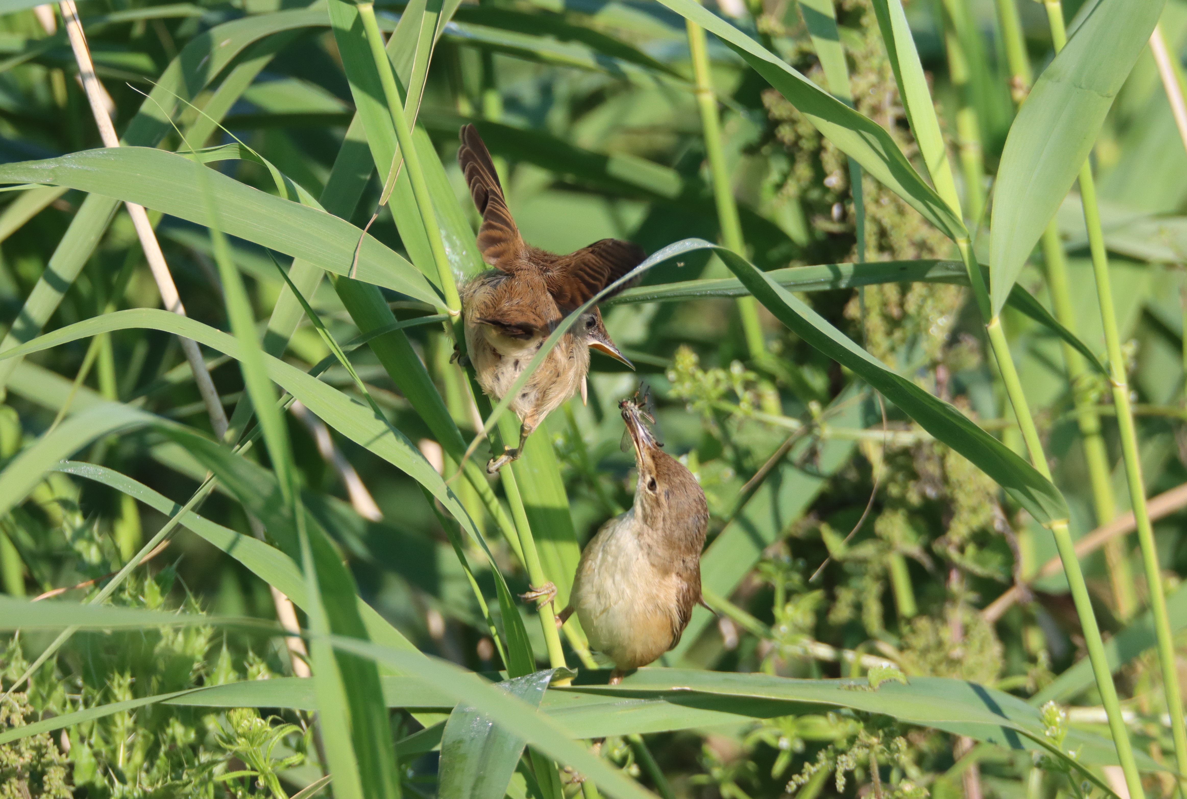 Reed Warbler - 18-07-2021