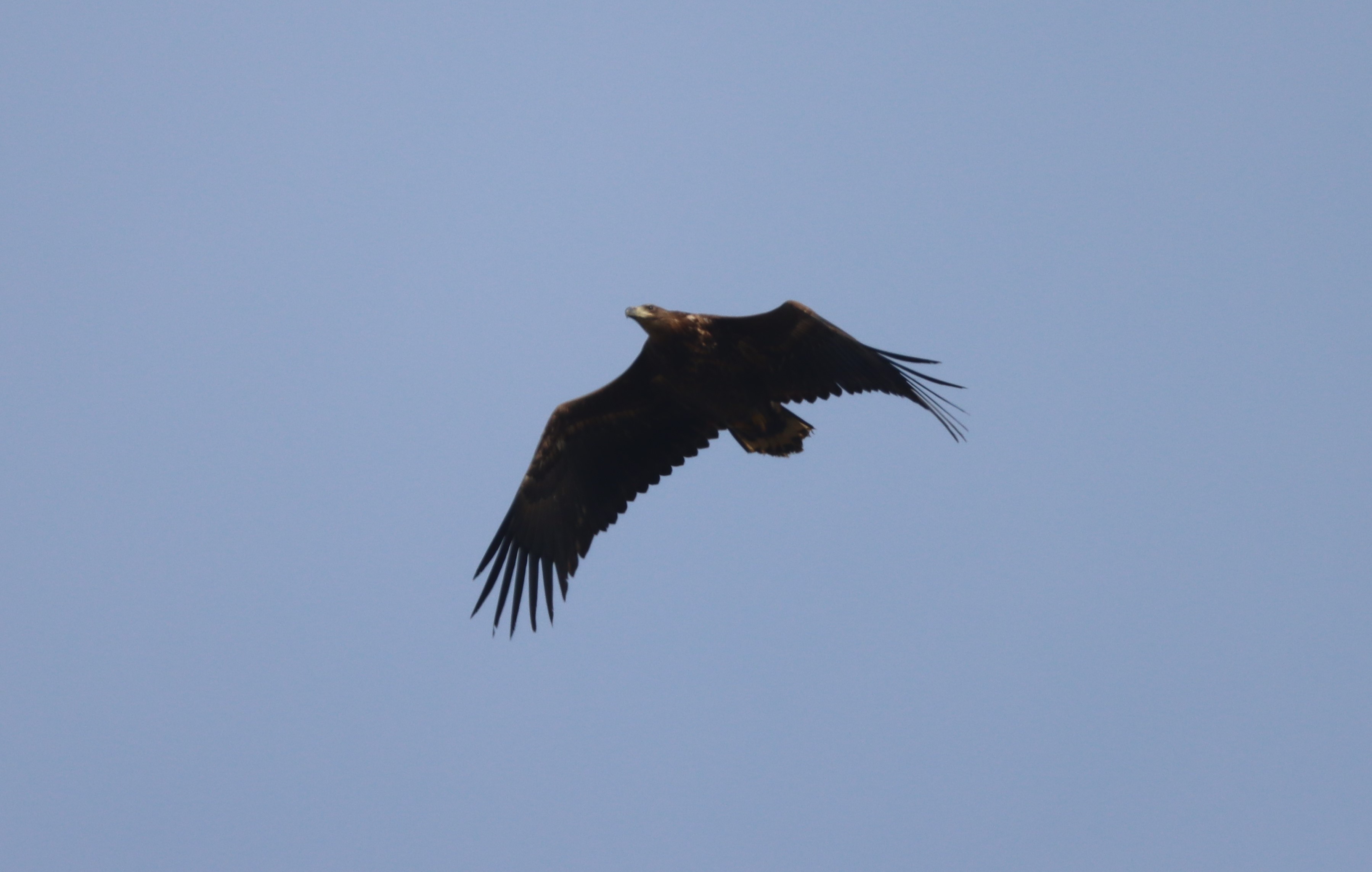 White-tailed Eagle - 14-03-2024