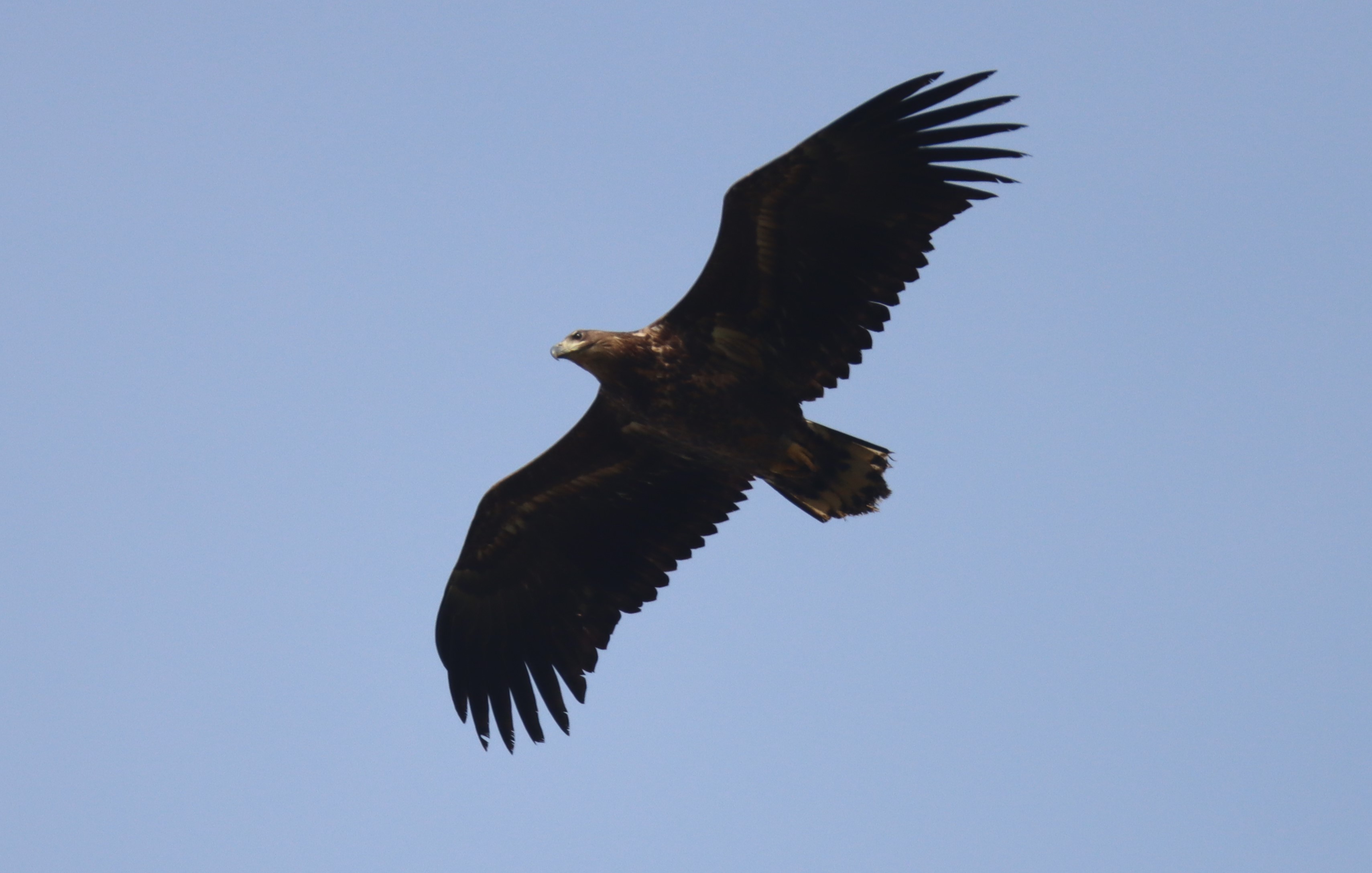 White-tailed Eagle - 14-03-2024