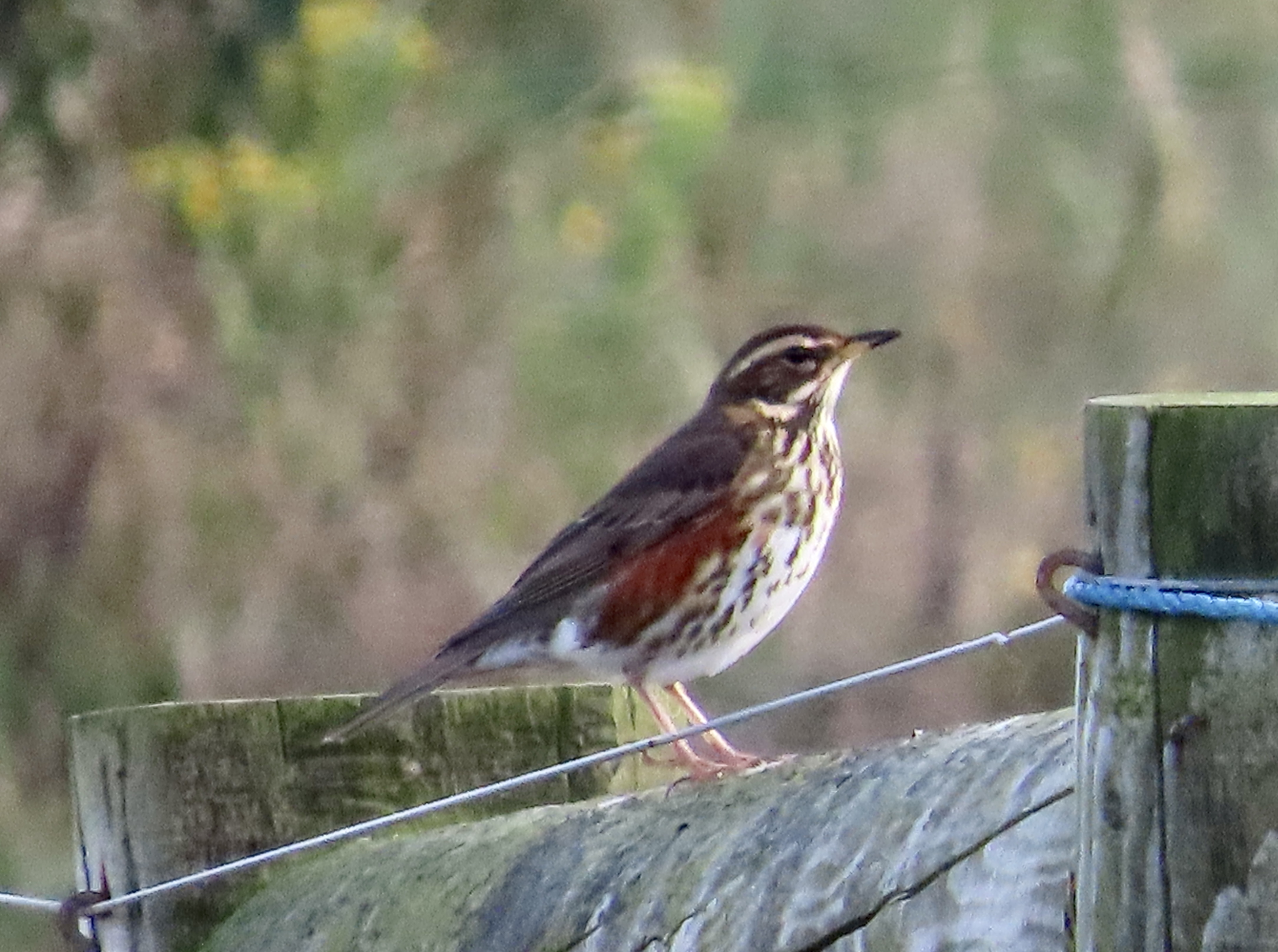 Redwing - 27-10-2023