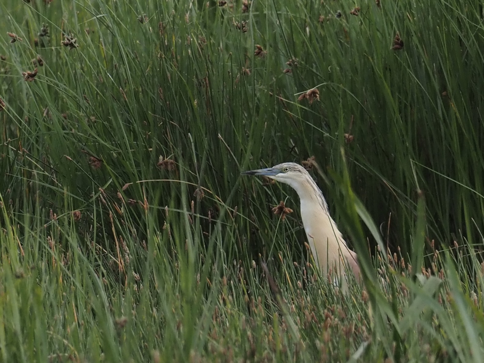Squacco Heron - 07-07-2026