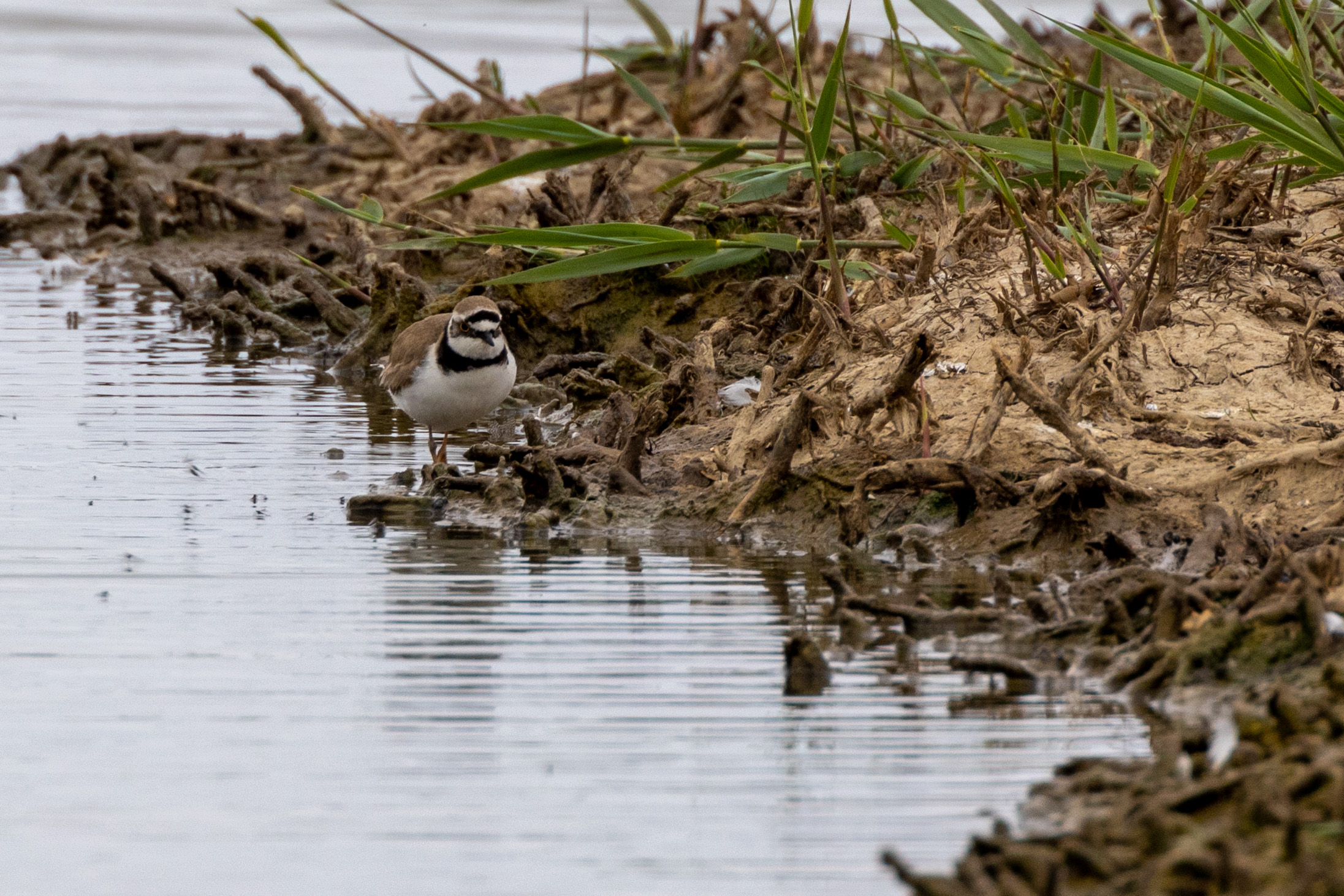 Little Ringed Plover - 06-06-2023