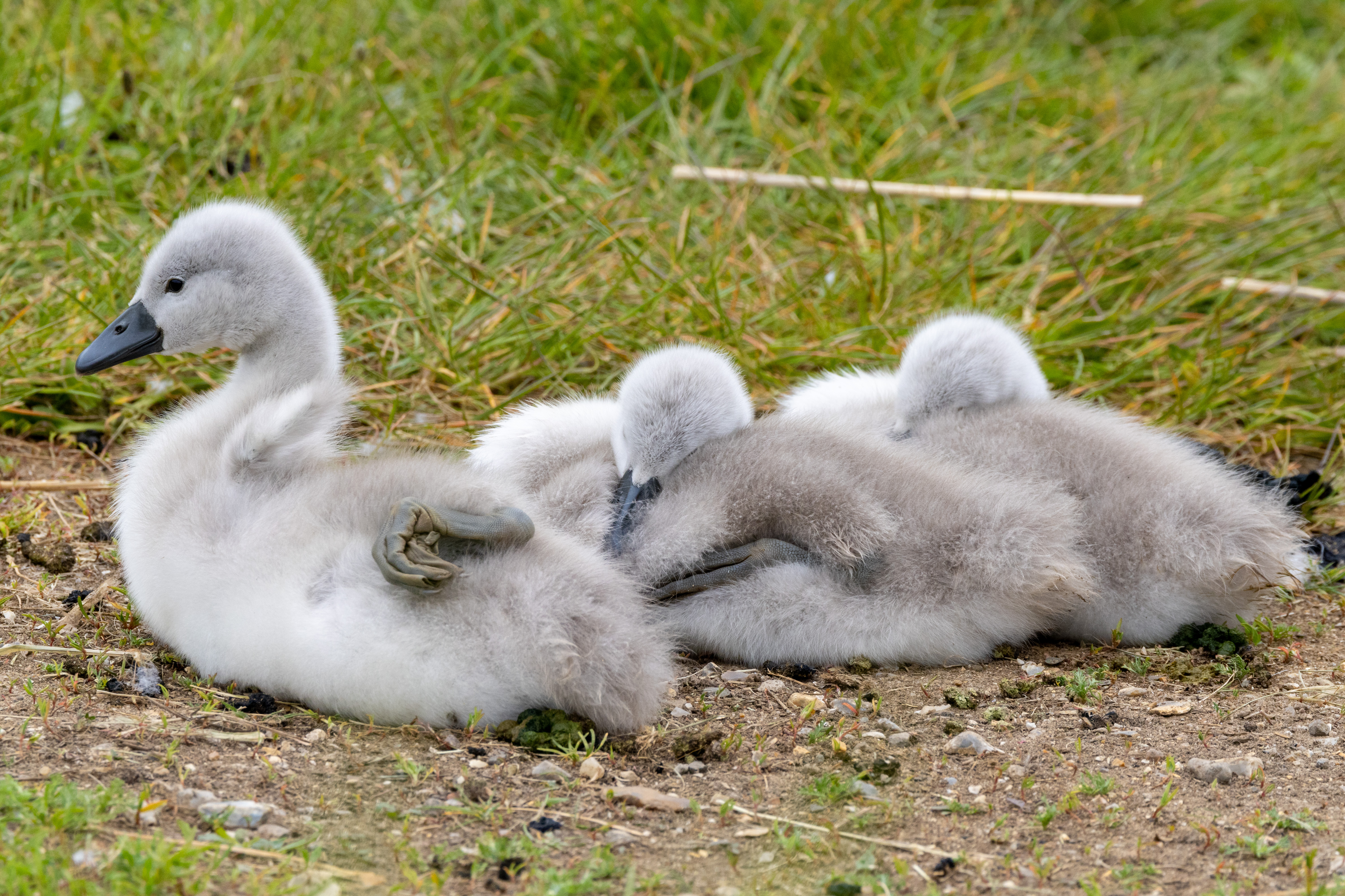 Mute Swan - 06-06-2023