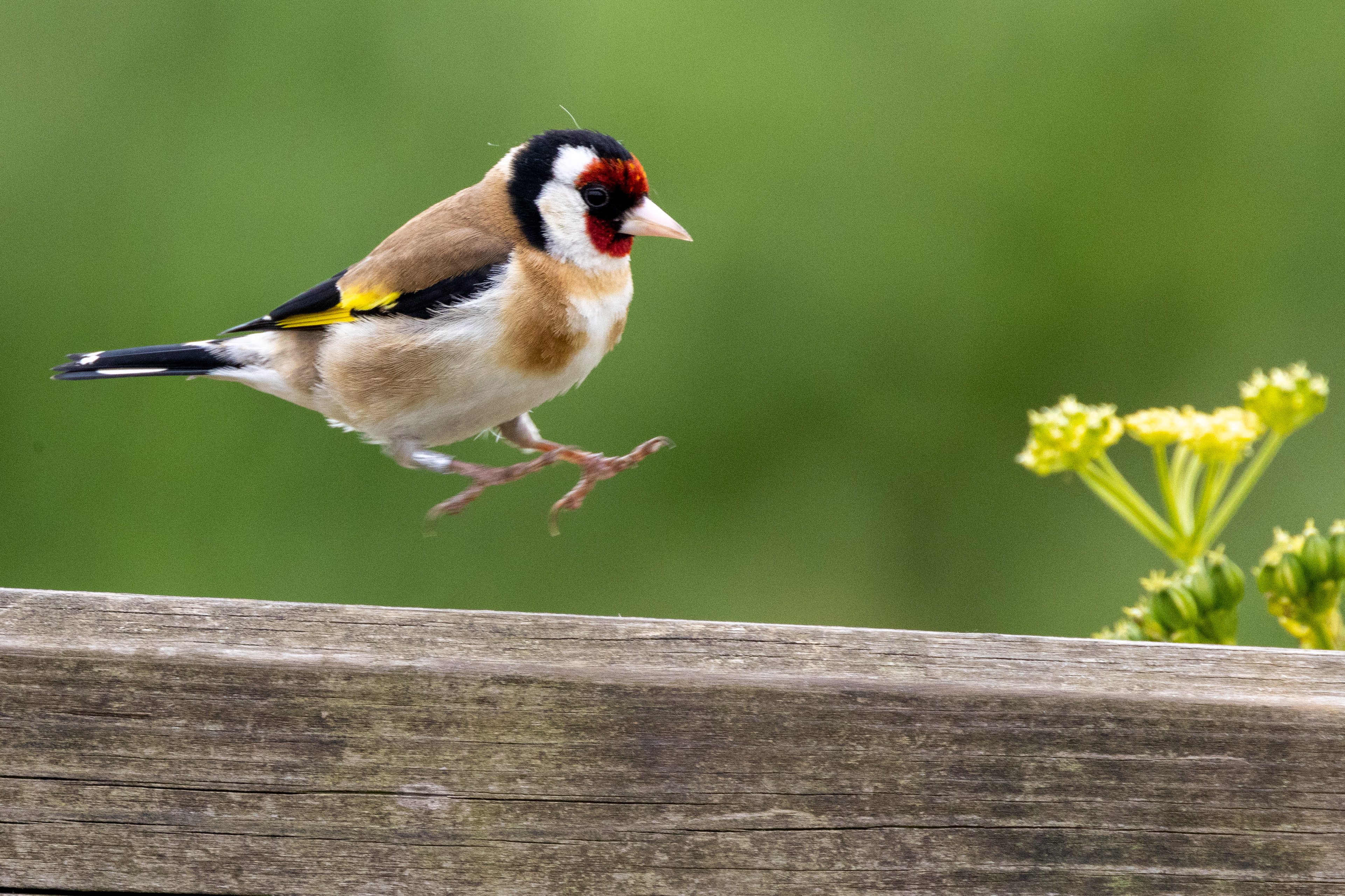 Goldfinch - 06-06-2023