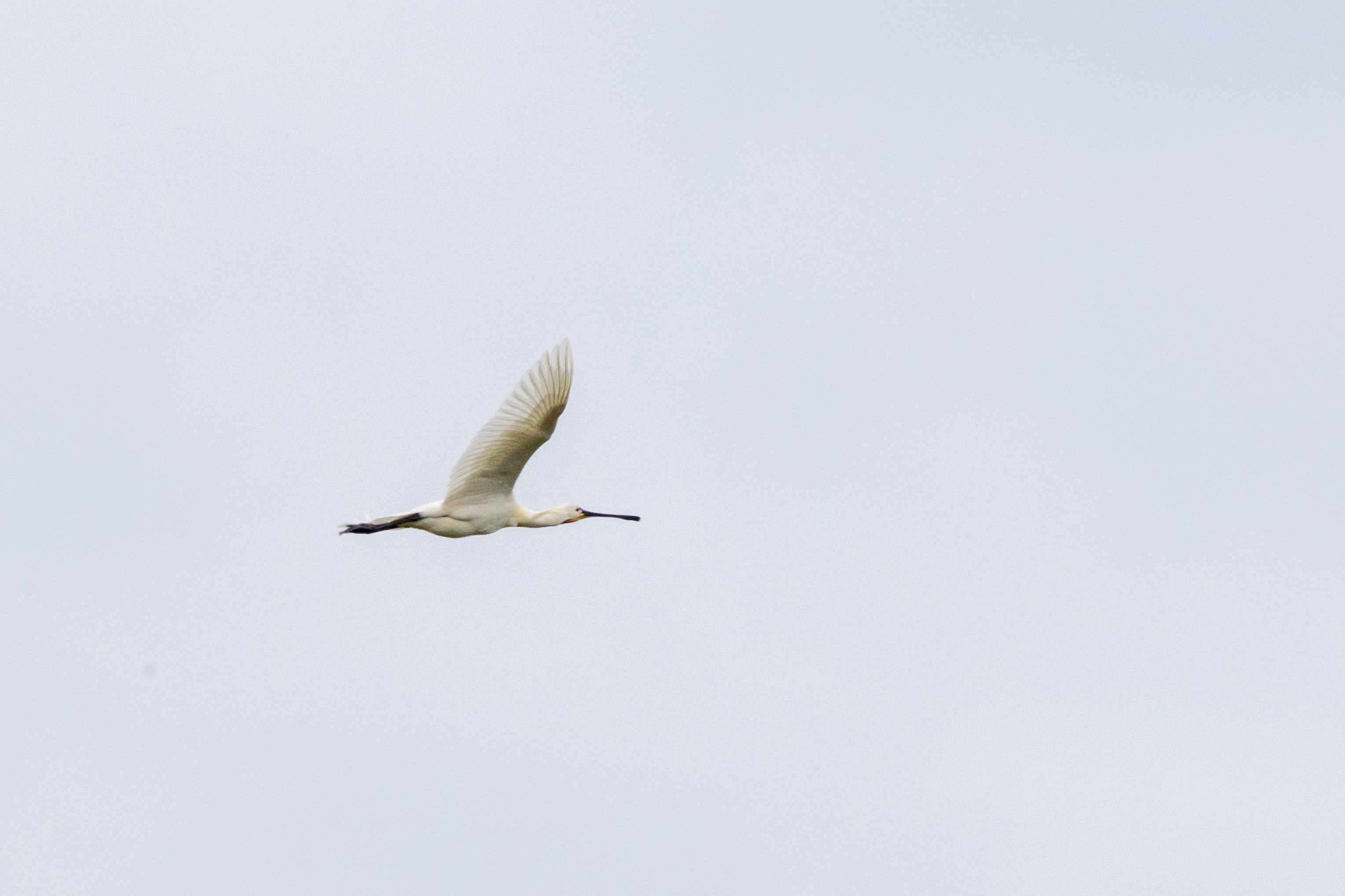 Spoonbill - 06-06-2023