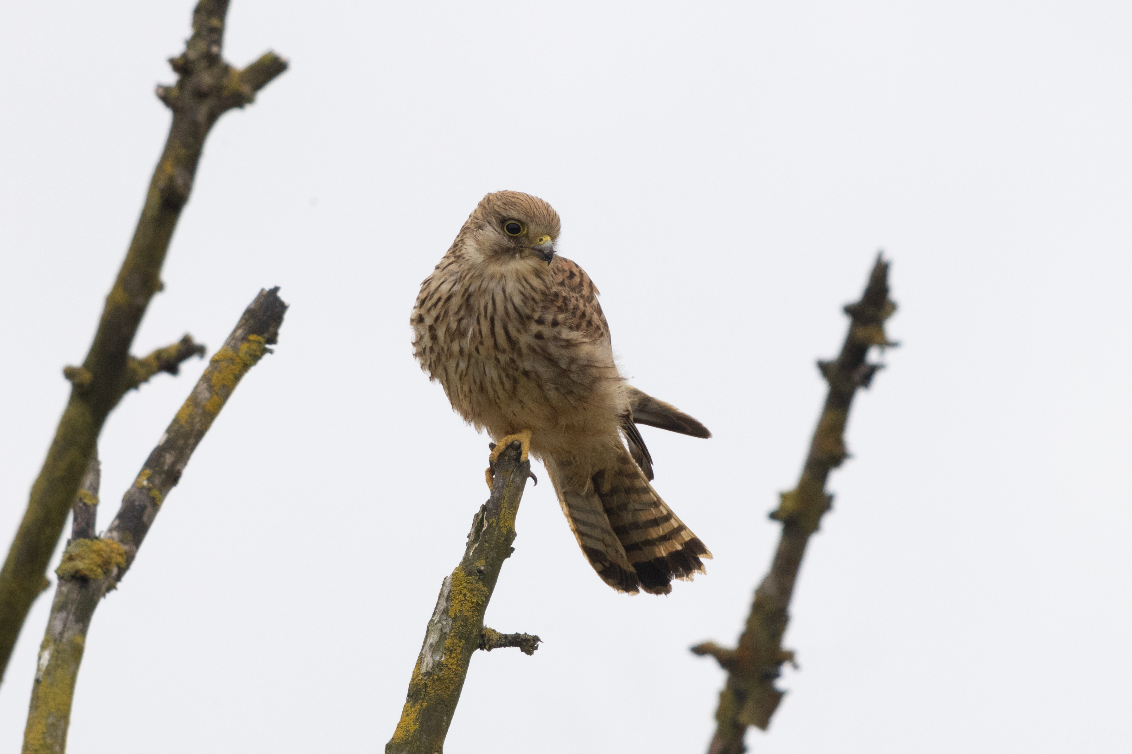 Kestrel - 06-06-2023