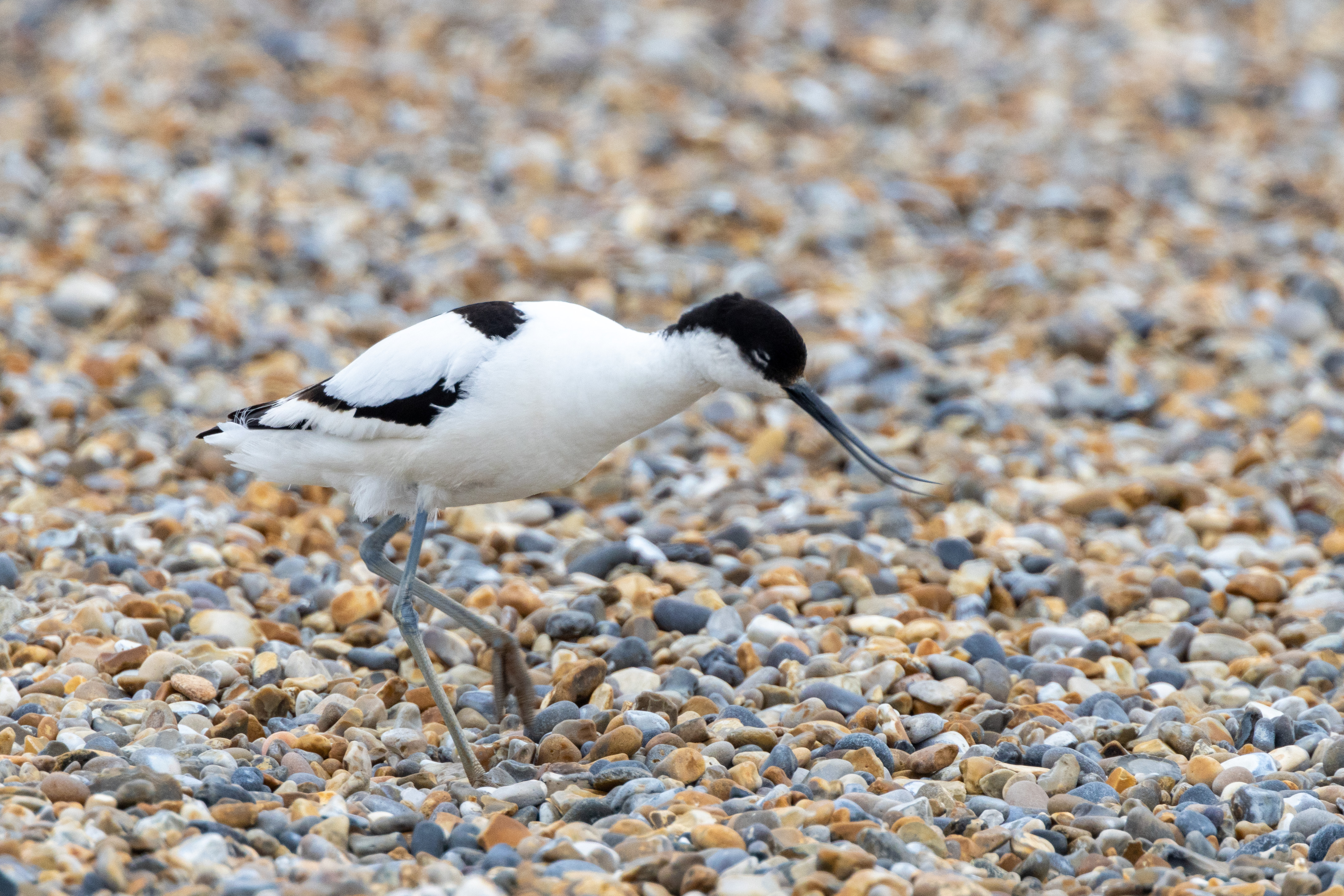 Avocet - 06-06-2023