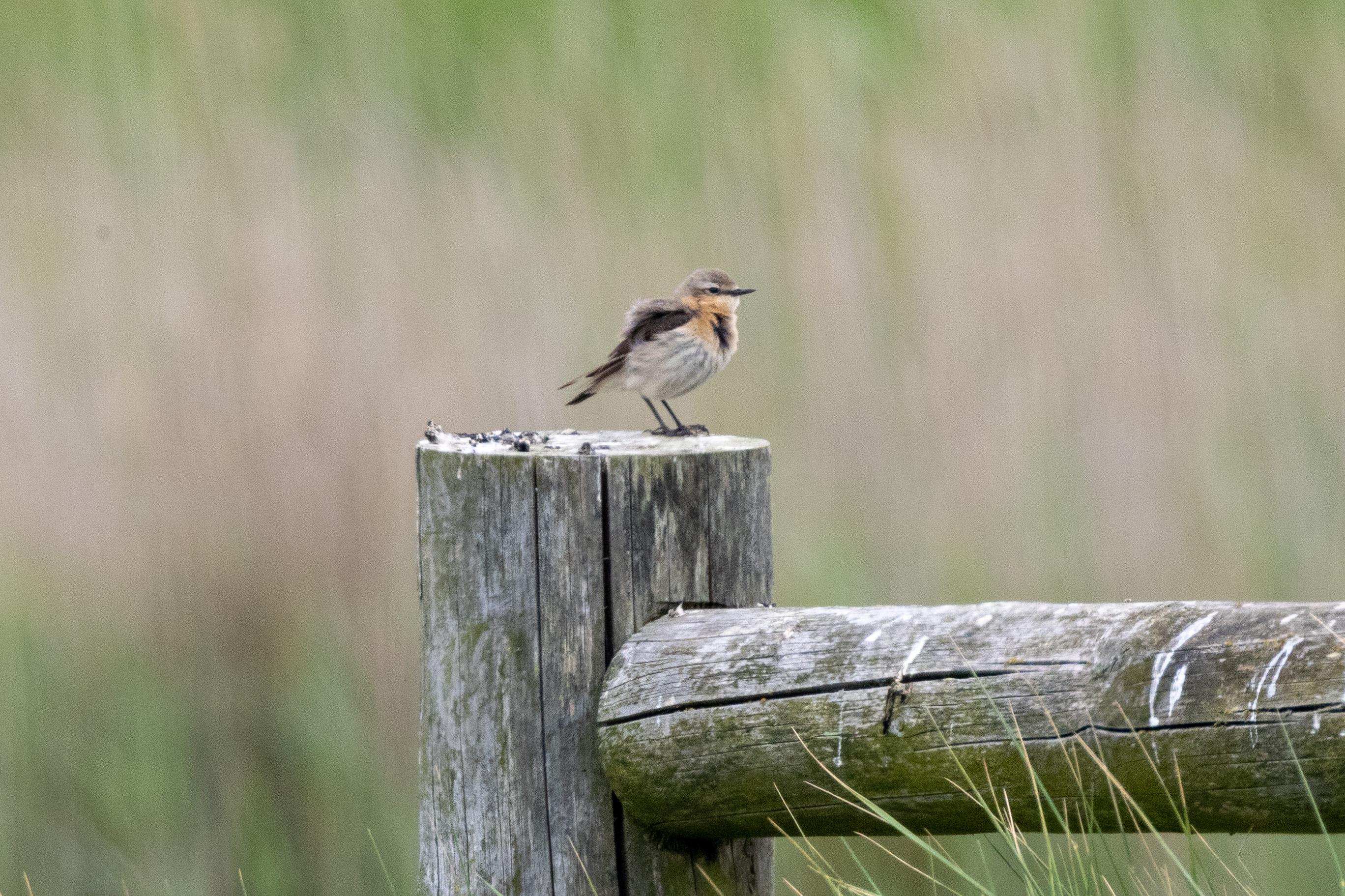 Wheatear - 06-06-2023