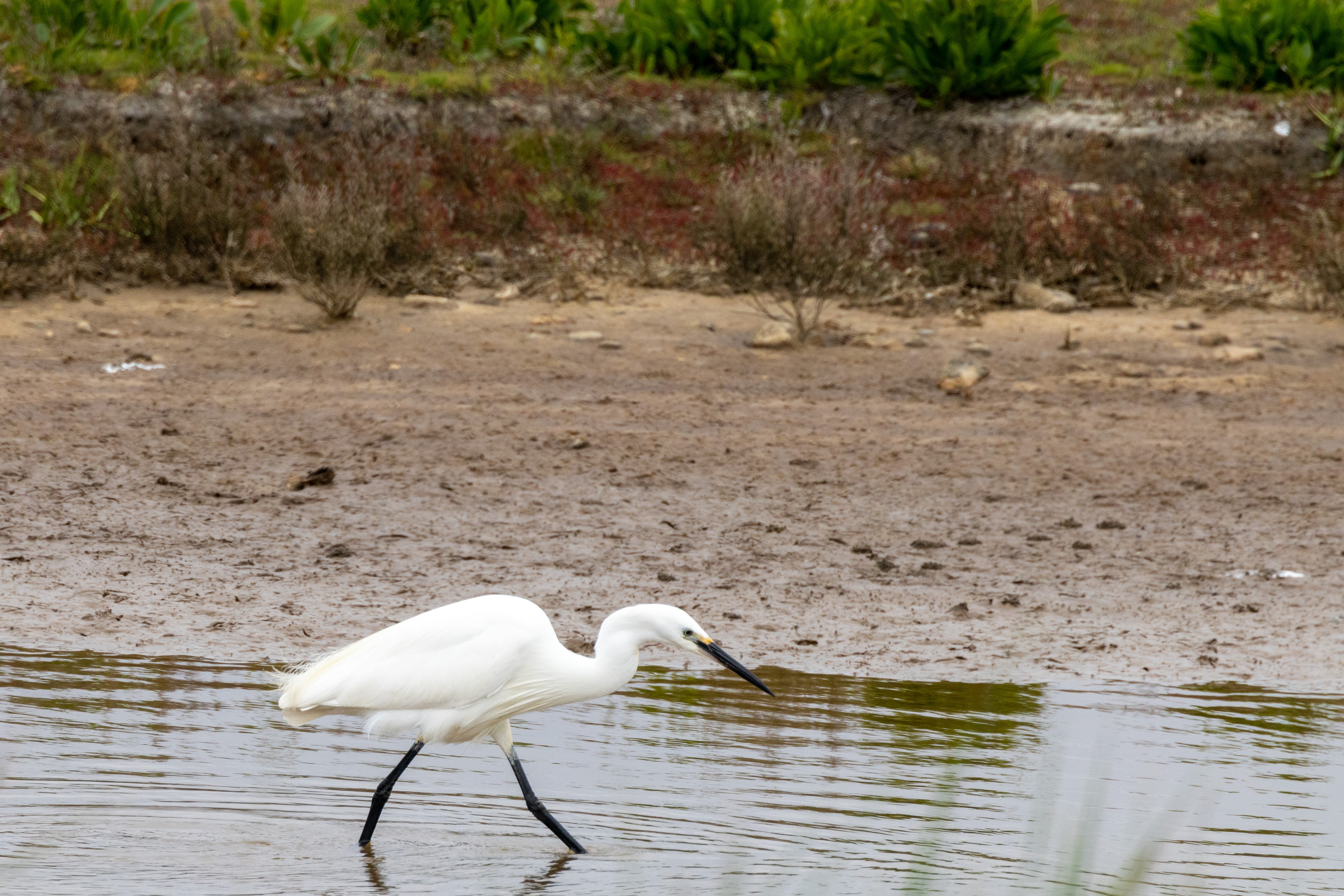 Little Egret - 06-06-2023