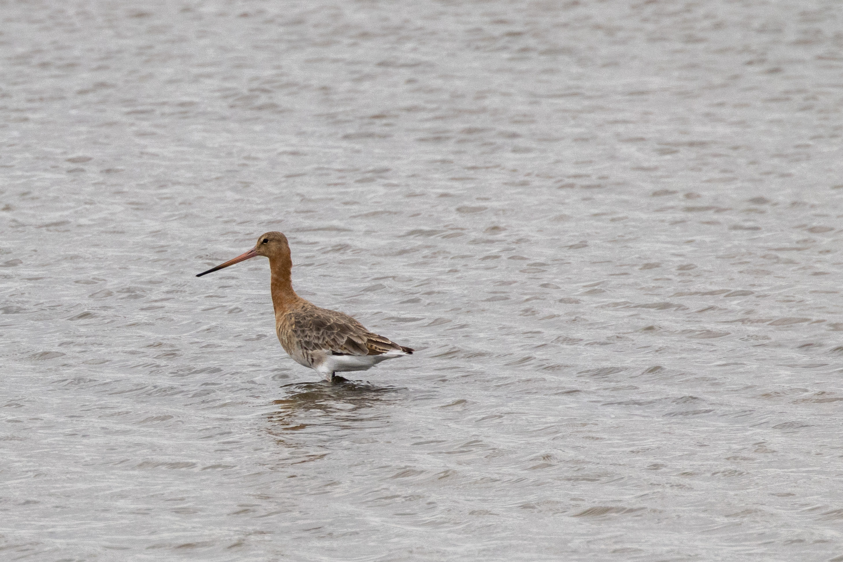 Black-tailed Godwit - 06-06-2023