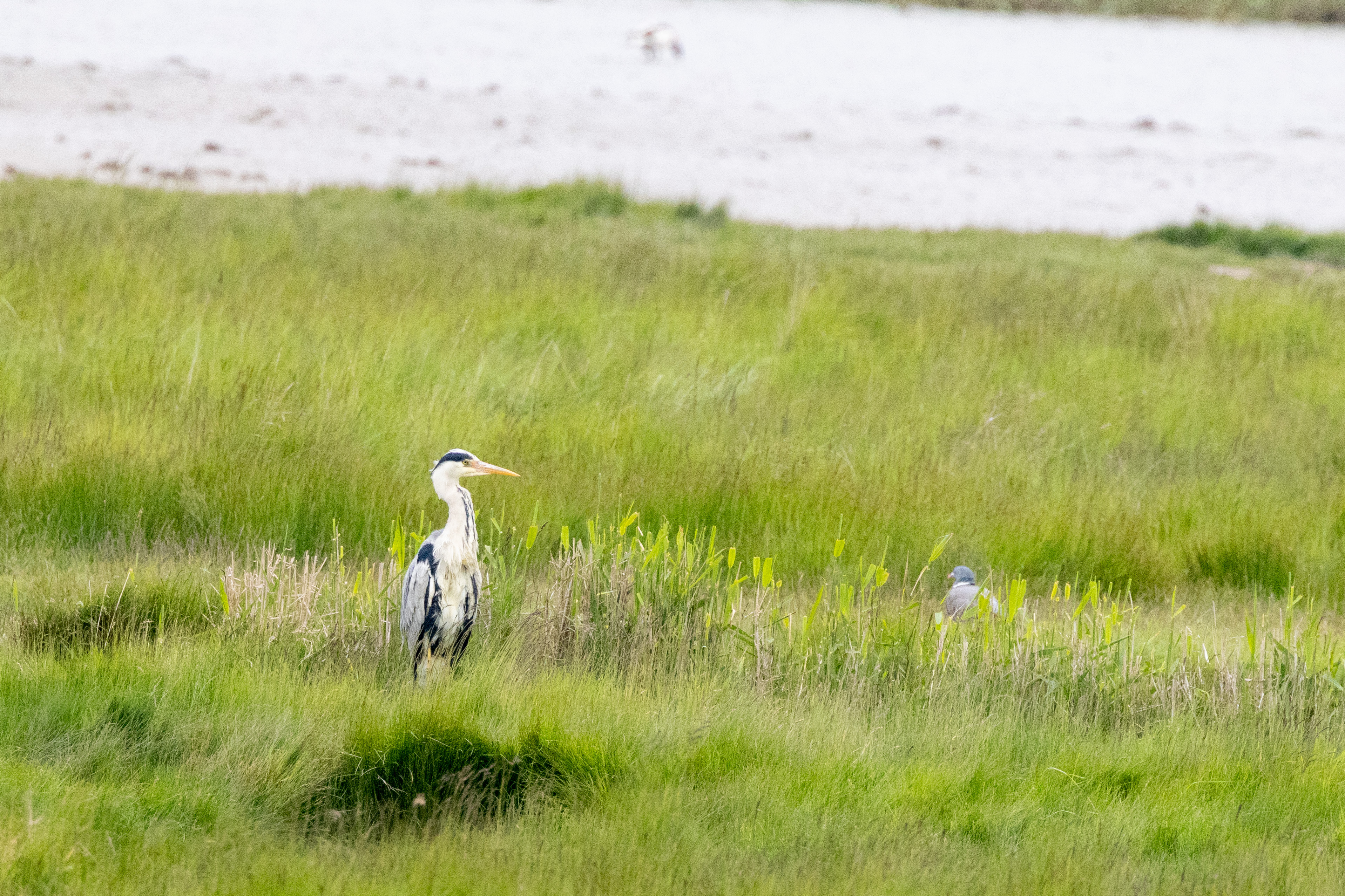 Grey Heron - 06-06-2023