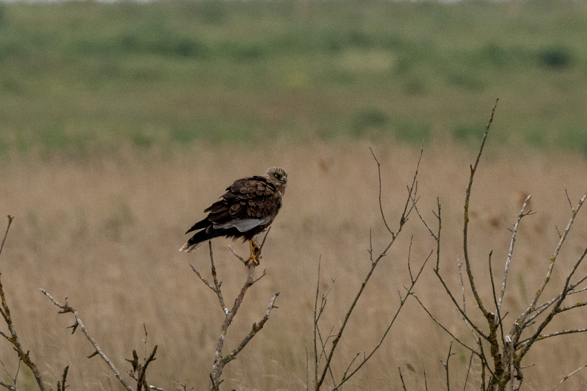 Marsh Harrier - 06-06-2023