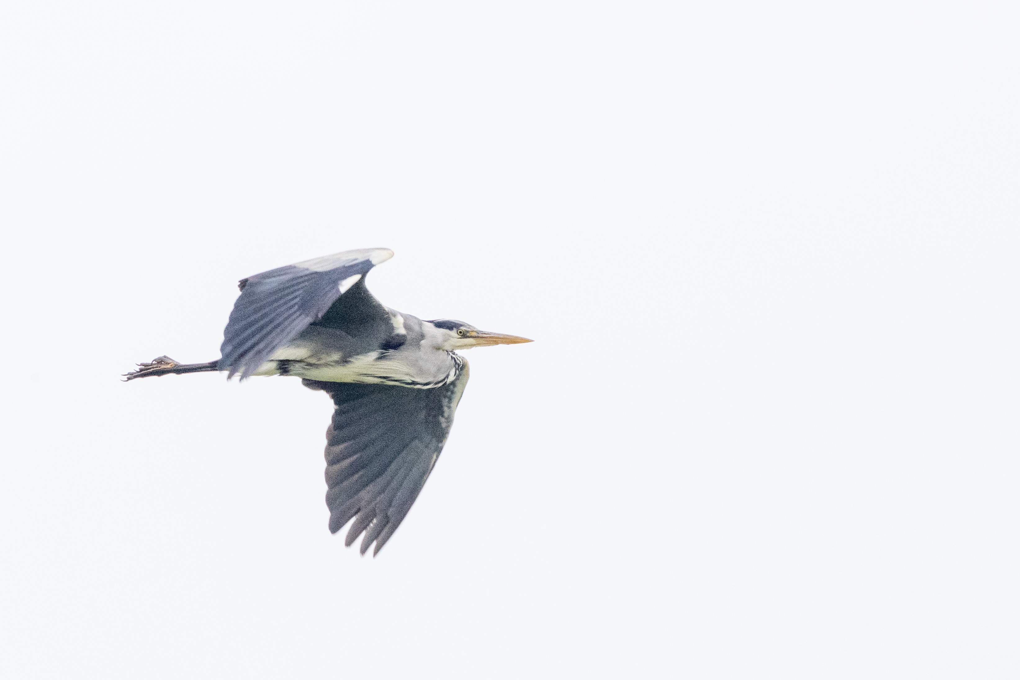 Grey Heron - 06-06-2023