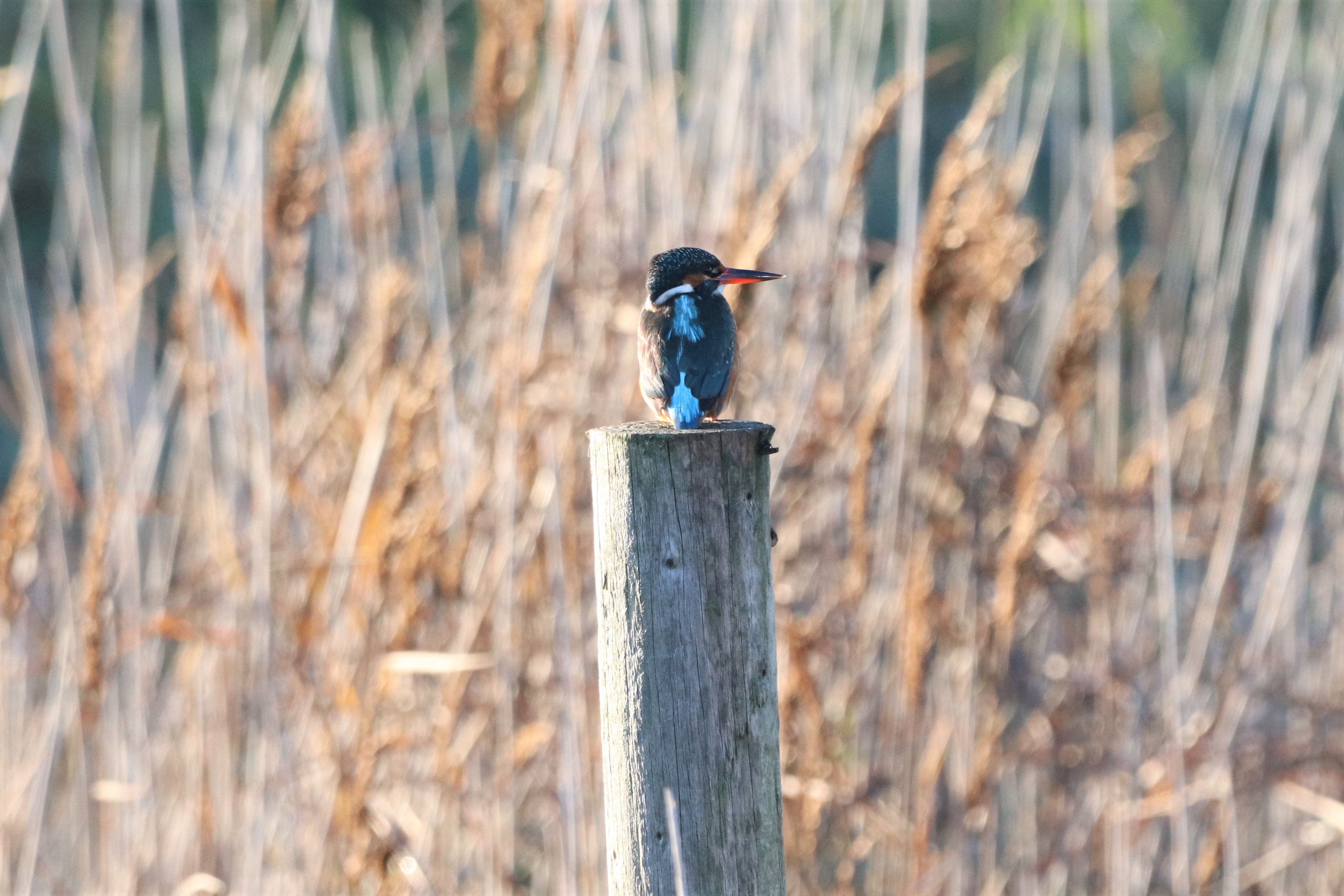 Kingfisher - 12-12-2022