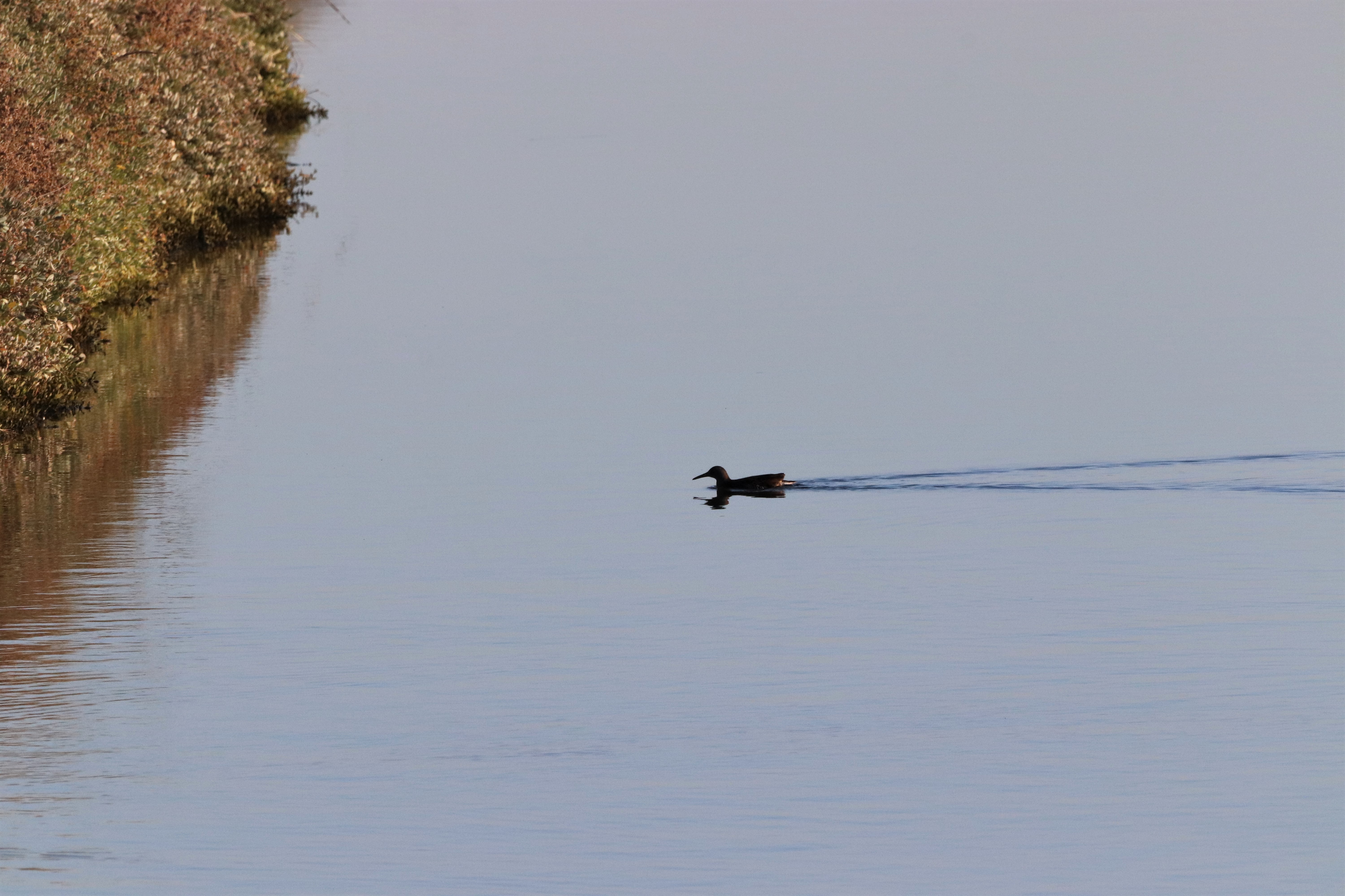 Water Rail - 12-12-2022