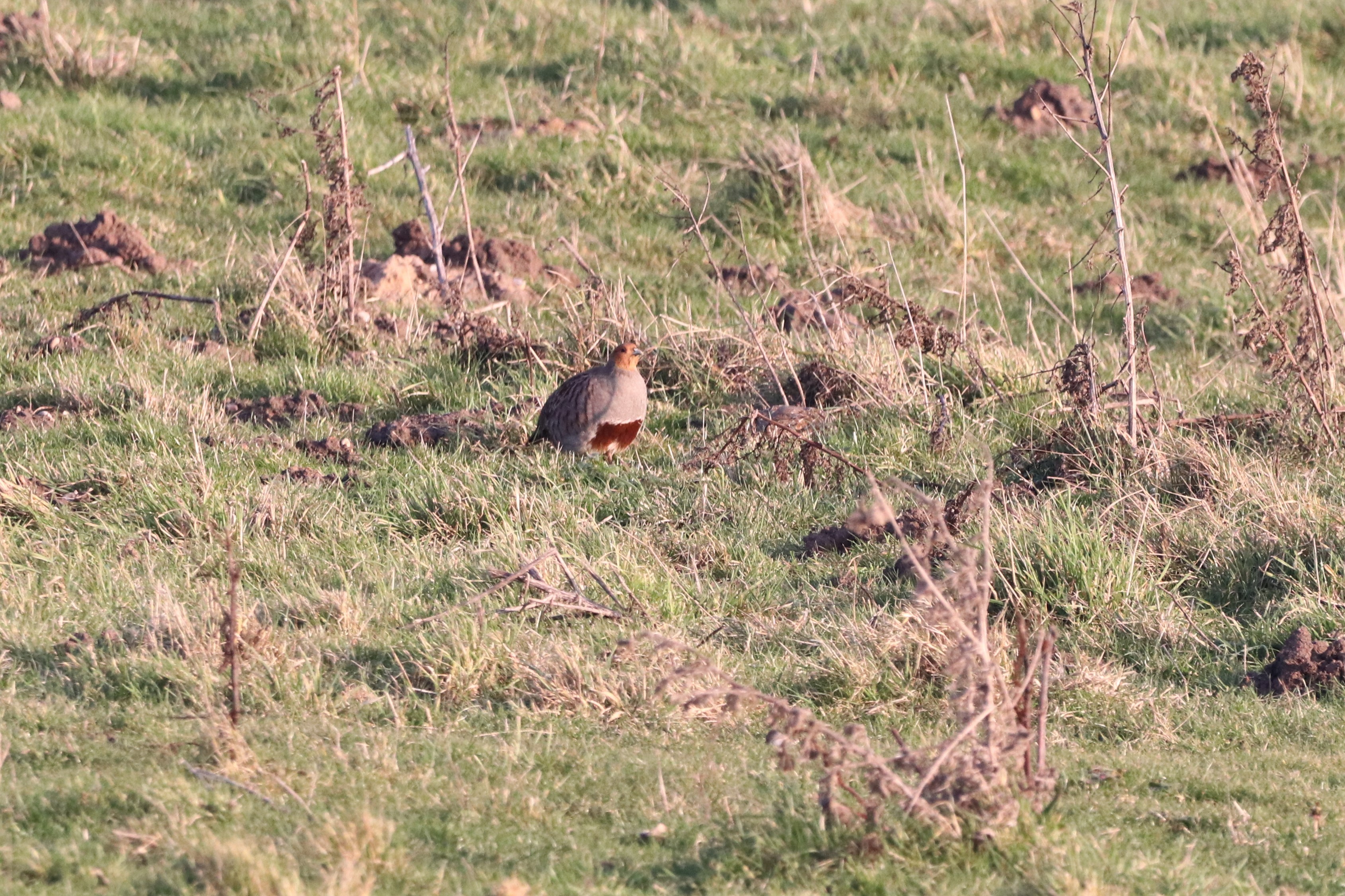 Grey Partridge - 13-02-2023