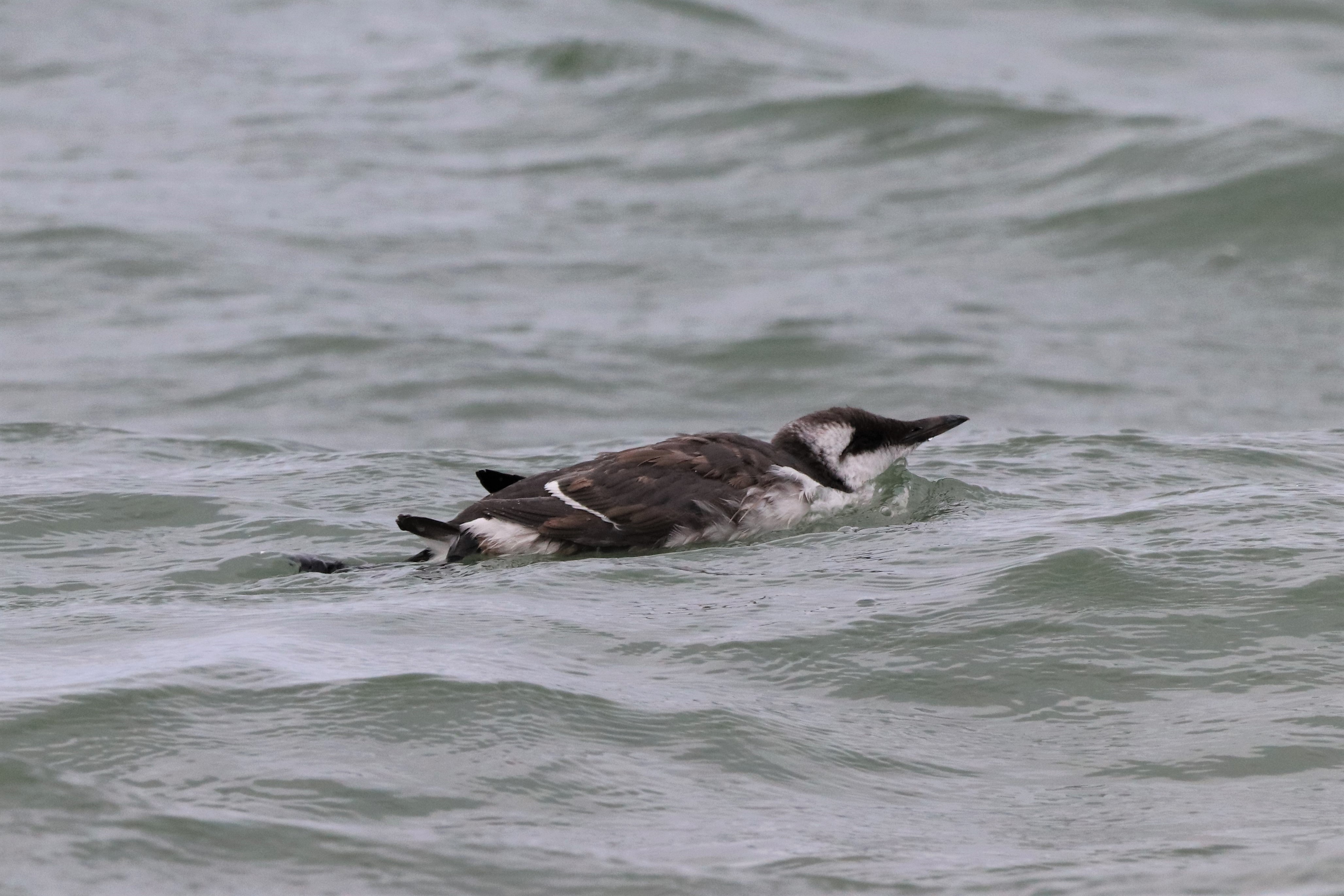 Guillemot - 24-08-2021