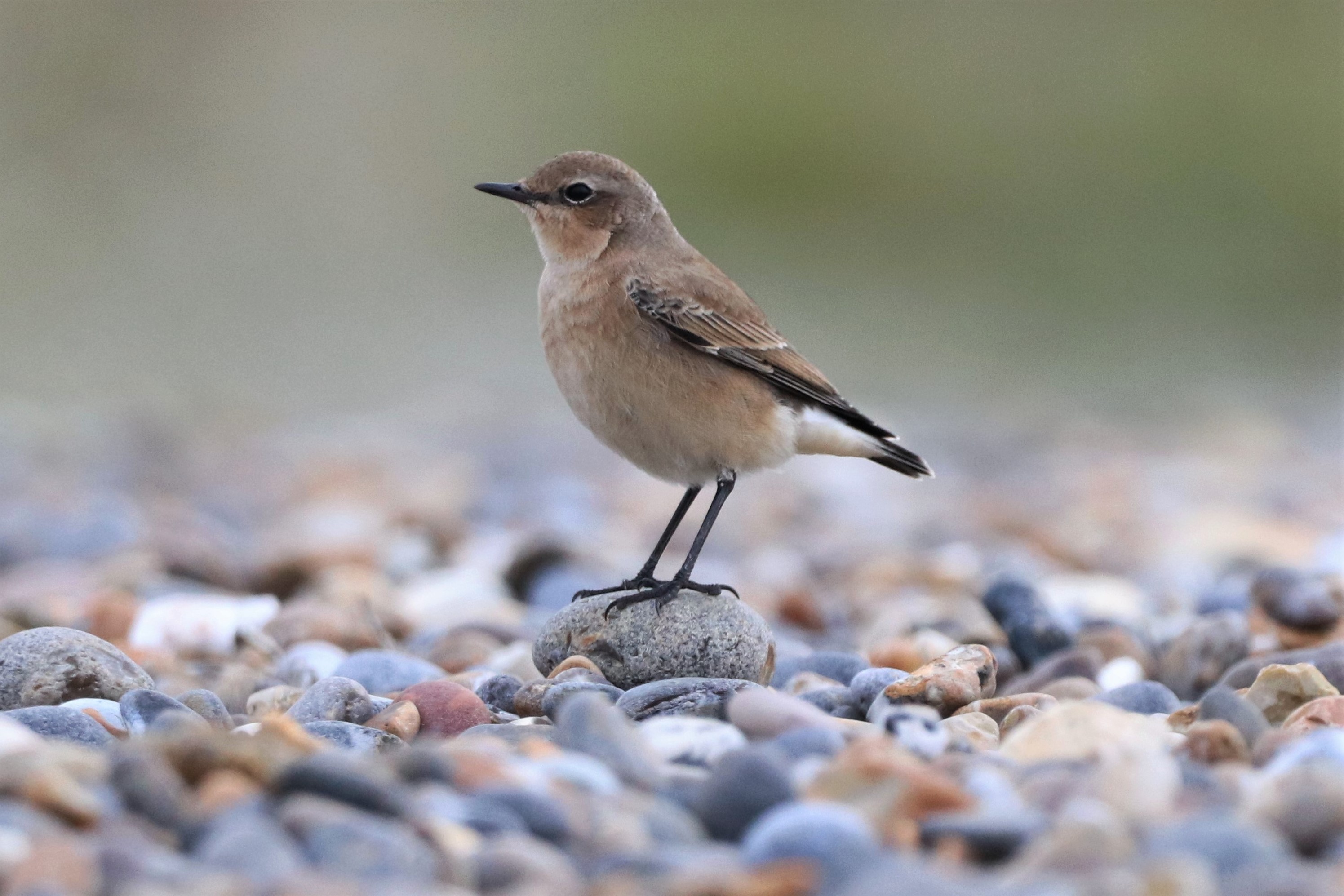 Wheatear - 24-08-2021